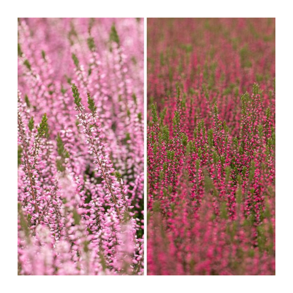 Besenheide-Set mit 6 Pflanzen von Mein schöner Garten Shop - Bild 1
