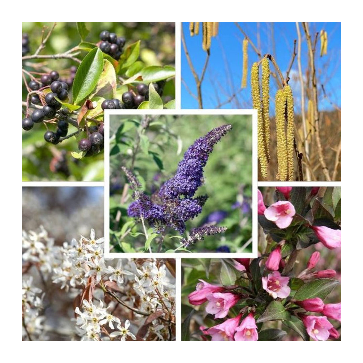 Bienen- und vogelfreundliche Nährgehölzhecke Futtermagnet von Mein schöner Garten Shop, 5 Pflanzen, bunt - Bild 1