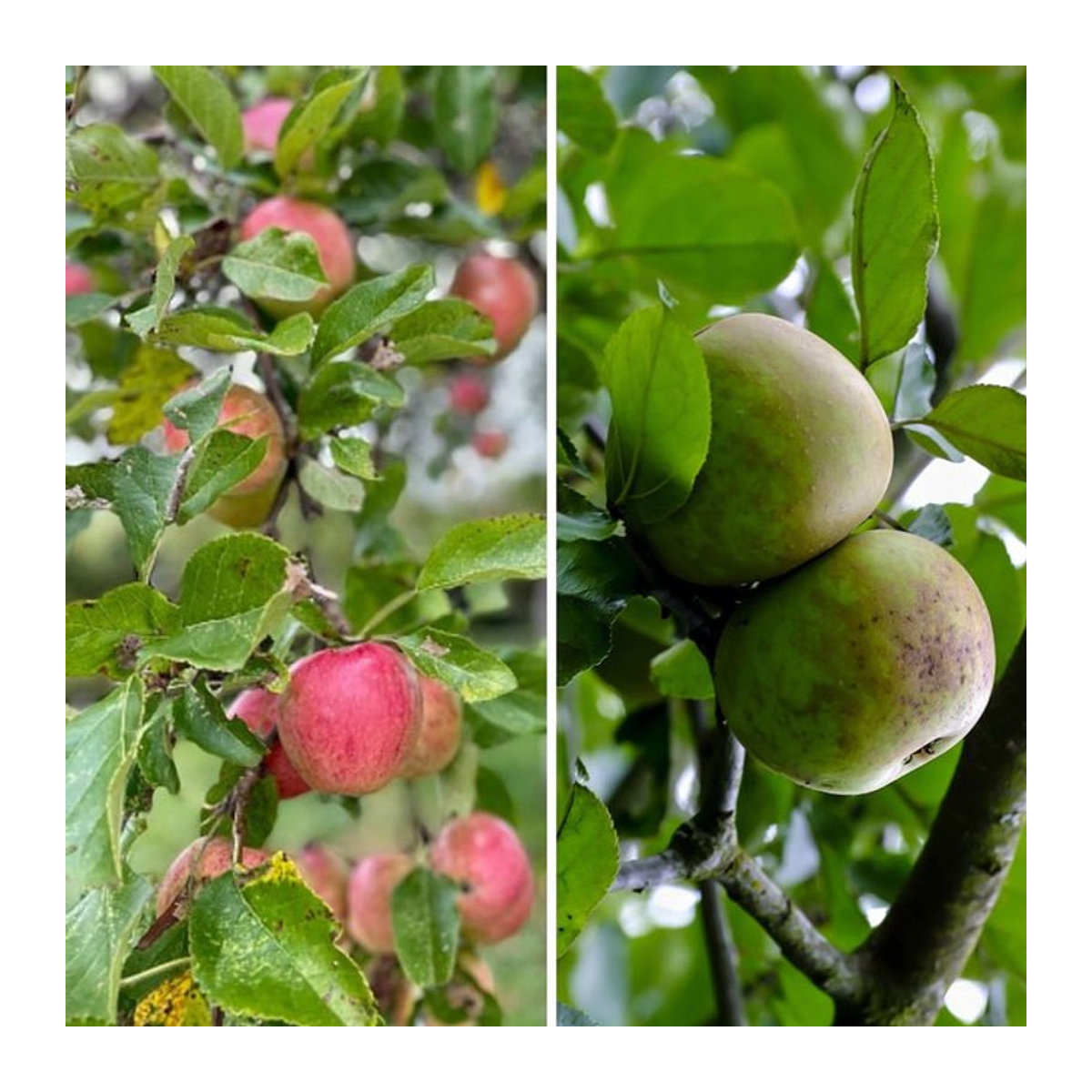 Bio-Apfel Pflanzen Set in Rosa von Mein schöner Garten Shop - Bild 1