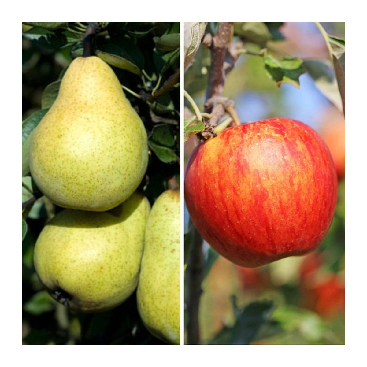 Bio Apfel und Birne Set aus 2 Pflanzen von Mein schöner Garten Shop - Bild 1