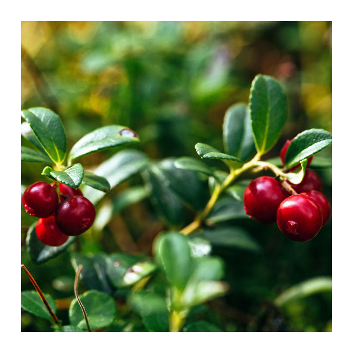 Bio Großfrüchtige Moosbeere Cranberry in Weiß von Mein schöner Garten Shop - Bild 1