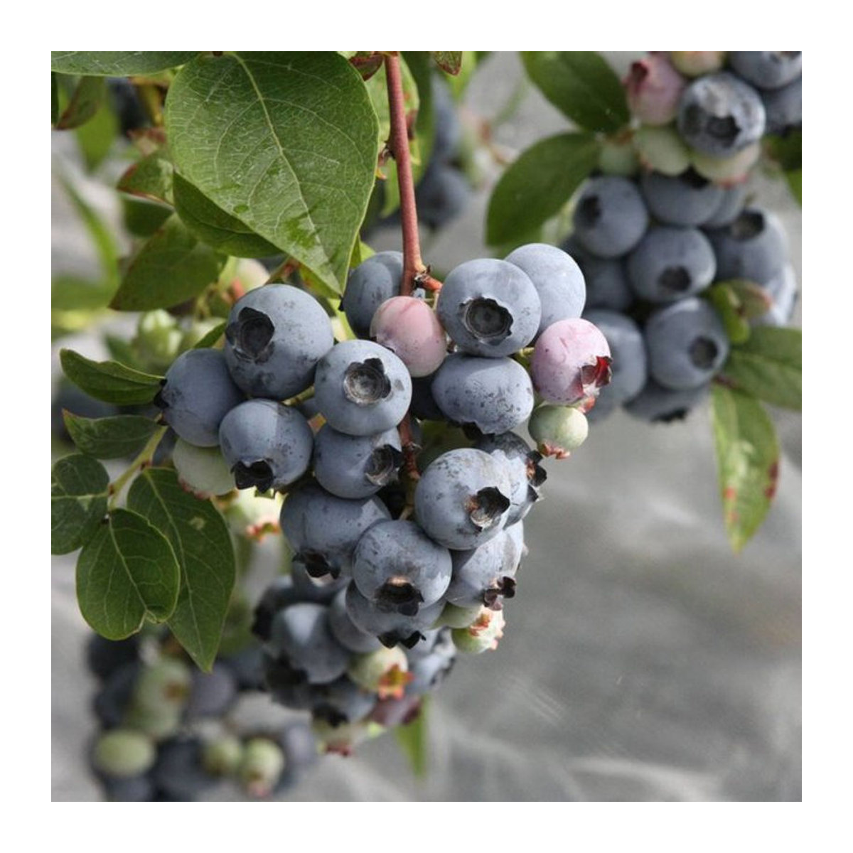 Bio Heidelbeere Blueroma 2 Pflanzen Weiß von Mein schöner Garten Shop - Bild 1