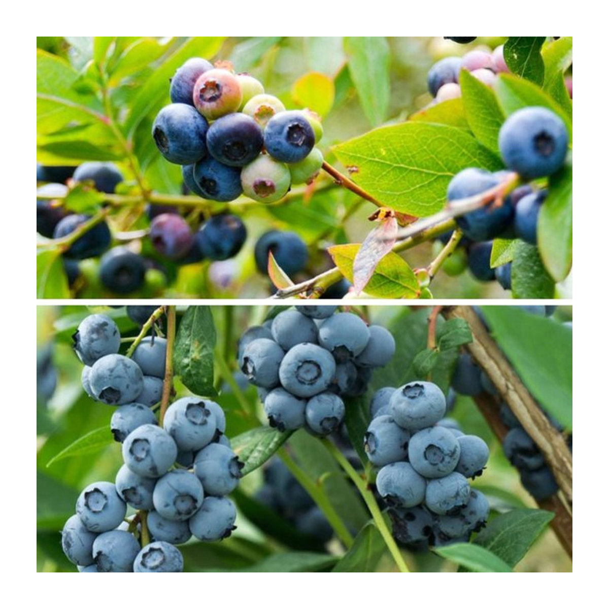 Bio Heidelbeere Pflanzen Set aus Mein schöner Garten Shop, 2 Pflanzen - Bild 1