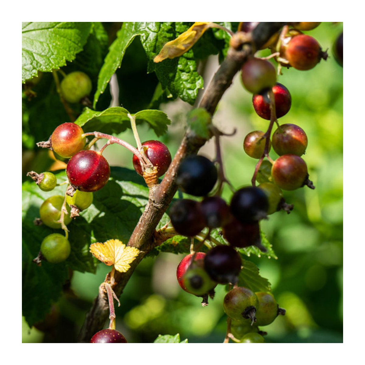 Bio Jostabeere Jostabeere Halbstamm Weiß von Mein schöner Garten Shop - Bild 1