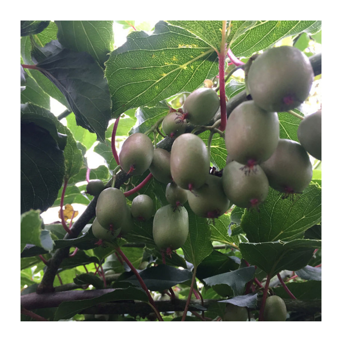 Bio Kiwi-Mini Arguta männliche Pflanze von Mein schöner Garten Shop - Bild 1