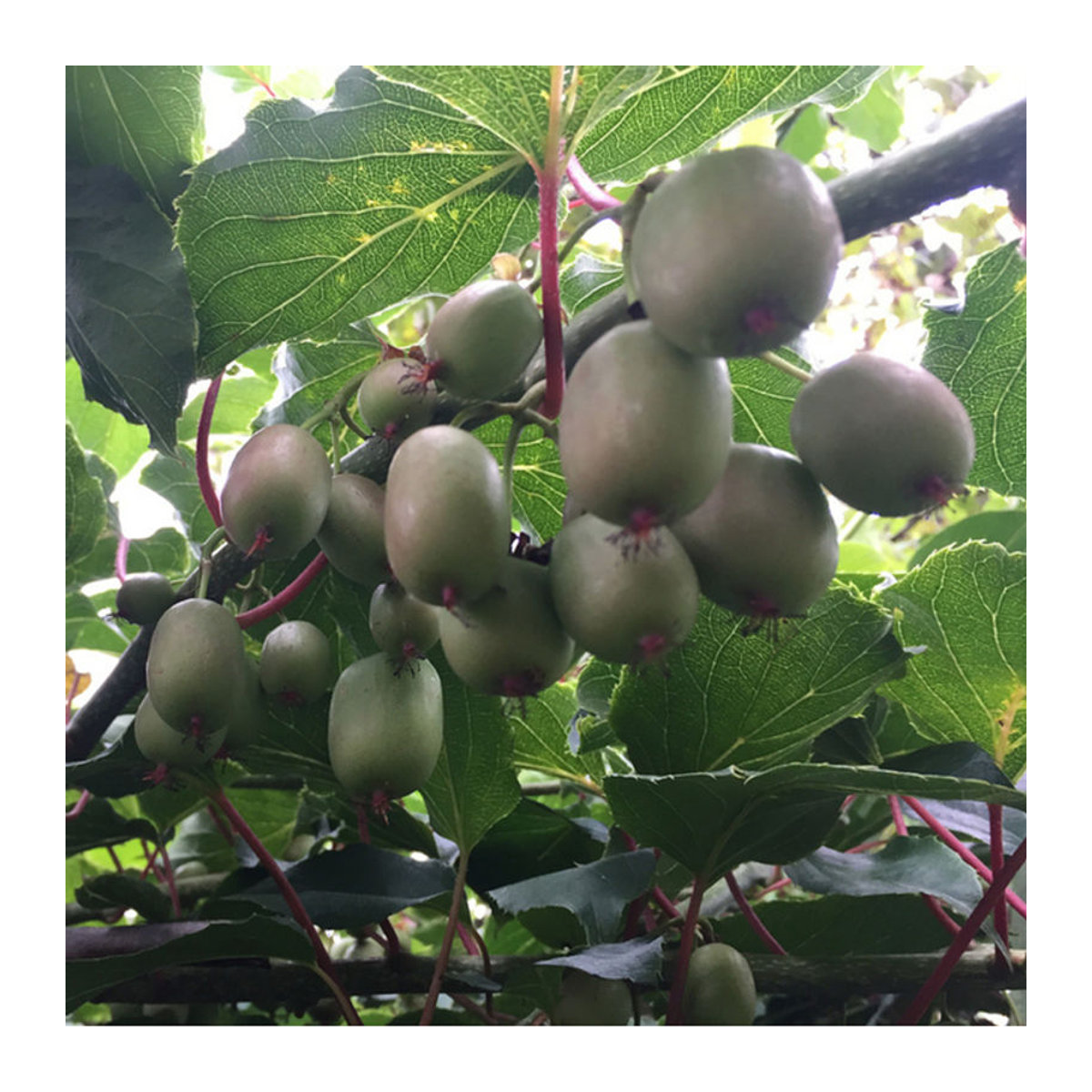 Bio Kiwi-Mini Arguta Weiblich von Mein schöner Garten Shop - Bild 1