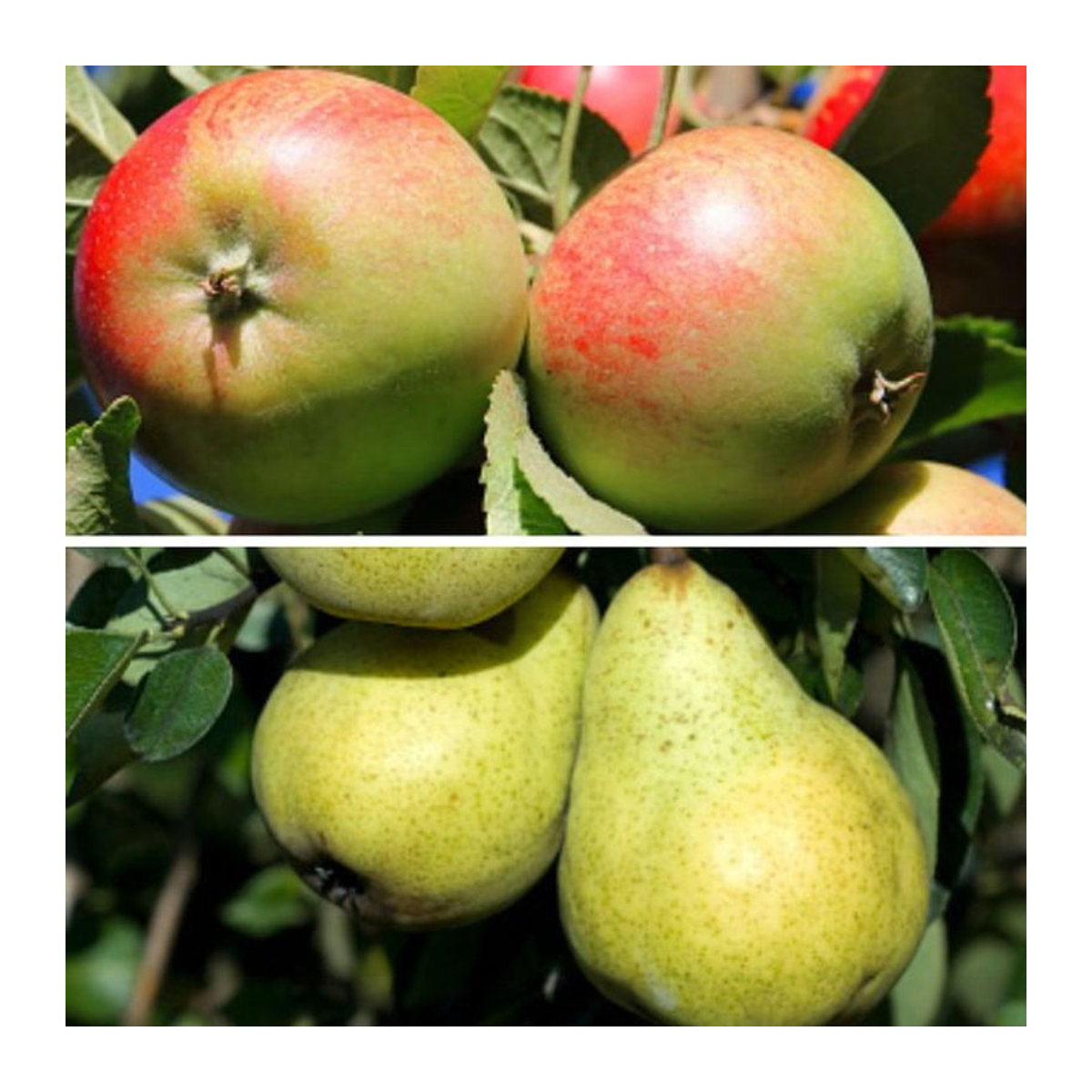 Bio-Obst Apfel und Birne Set aus 2 Pflanzen in Rosa von Mein schöner Garten Shop - Bild 1