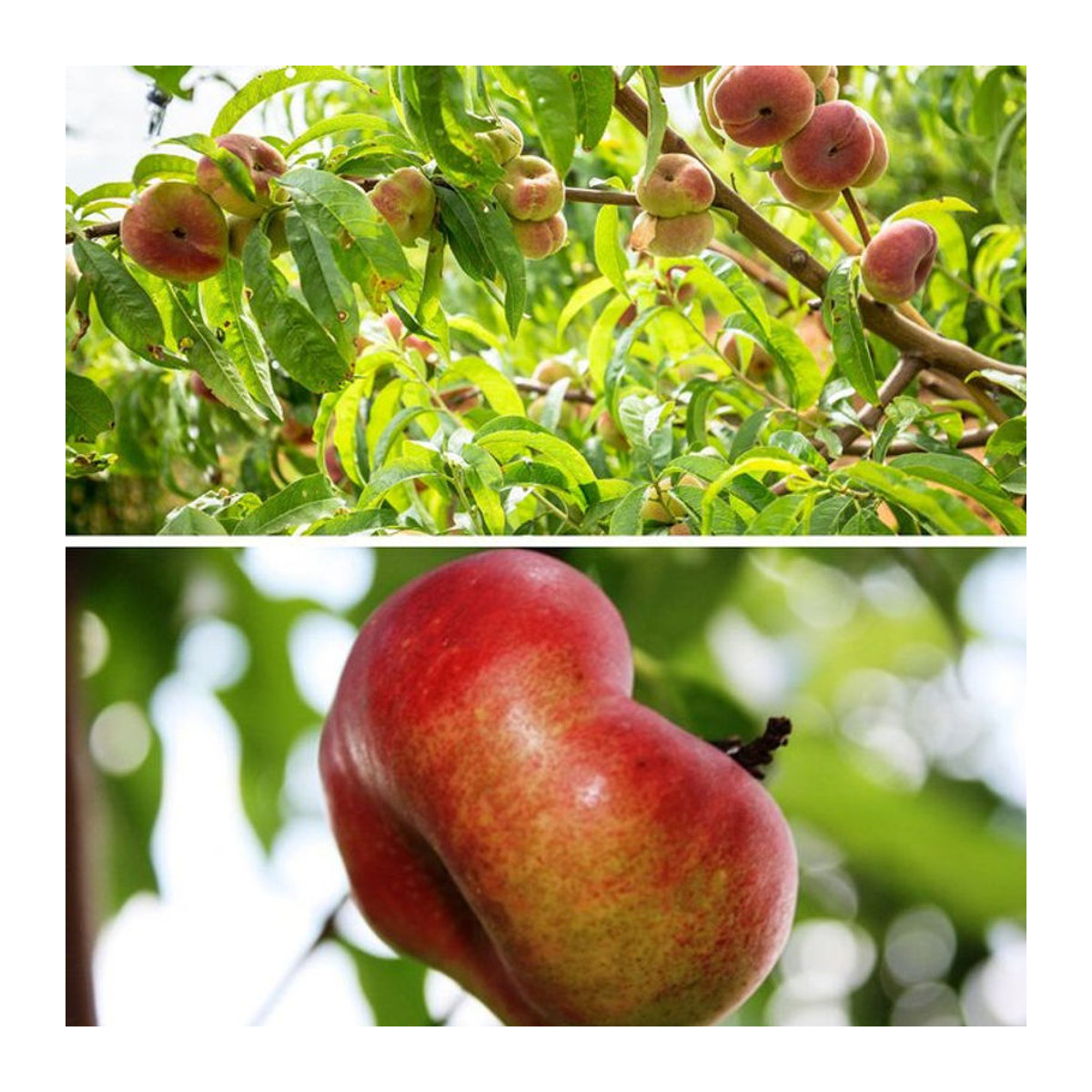 Bio-Obst Nektarine und Pfirsich Set aus 2 Pflanzen in Rosa von Mein schöner Garten Shop - Bild 1