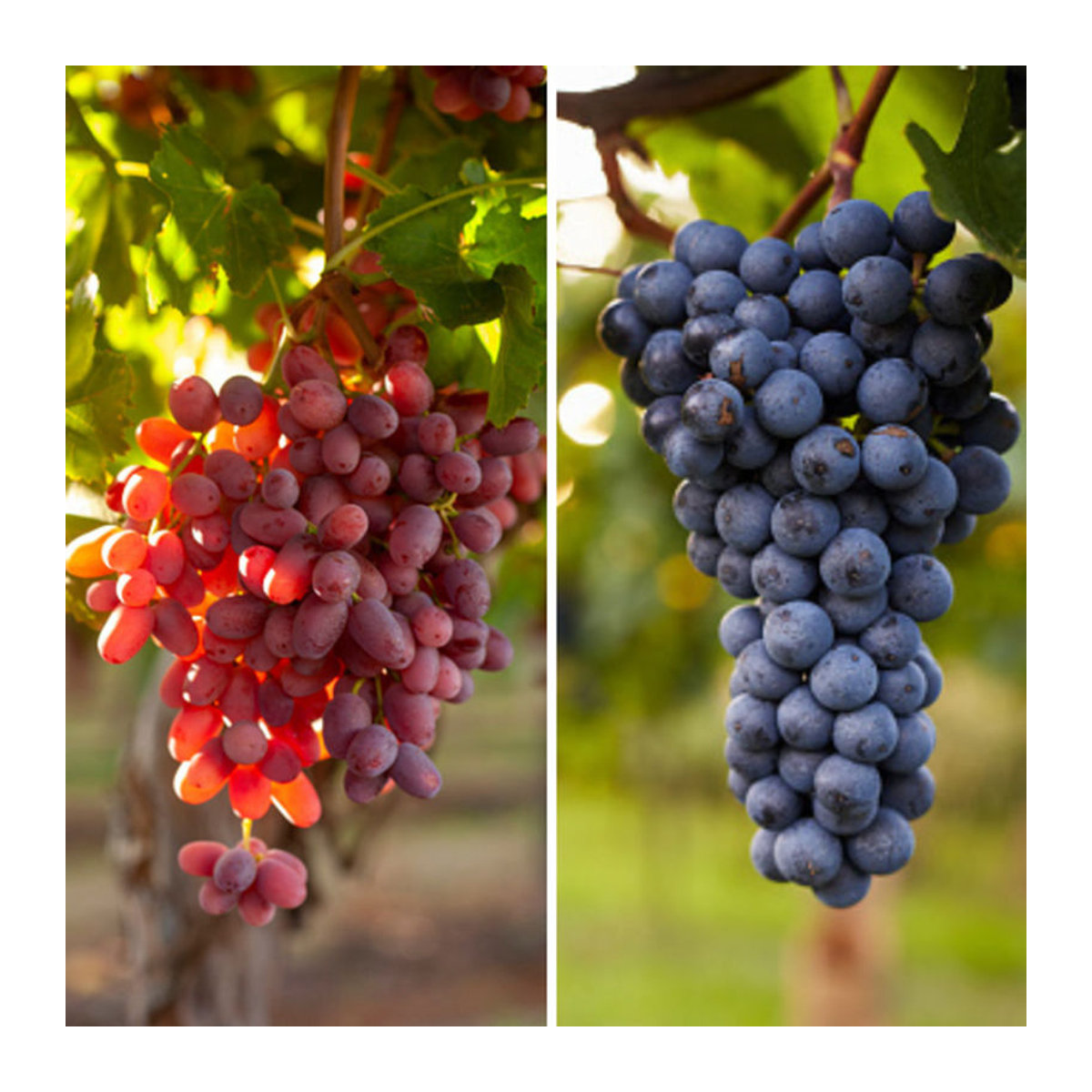 Bio-Obst Weinrebe von Mein schöner Garten Shop, 2 Pflanzen - Bild 1