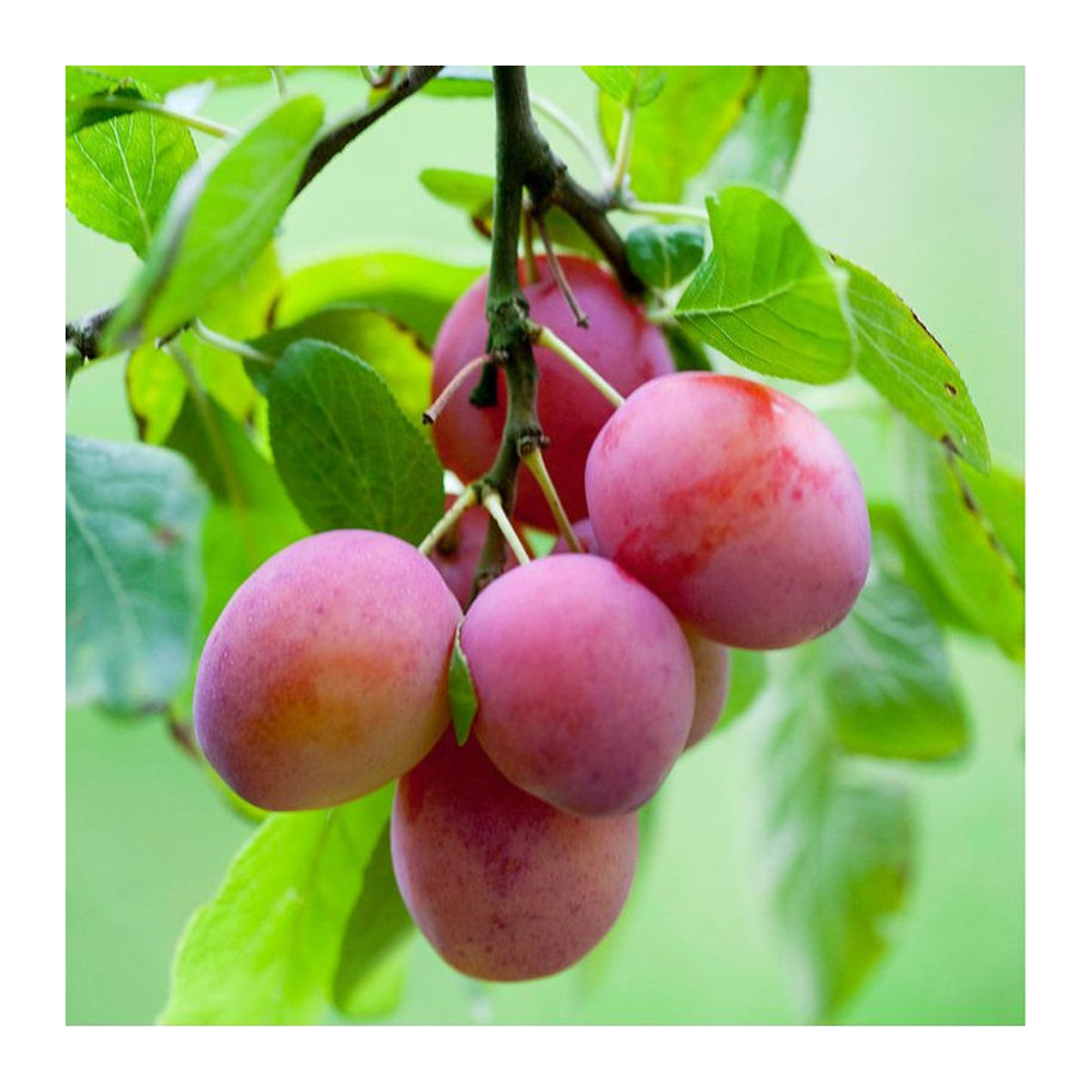 Bio Pflaume Königin Victoria in Weiß von Mein schöner Garten Shop - Bild 1