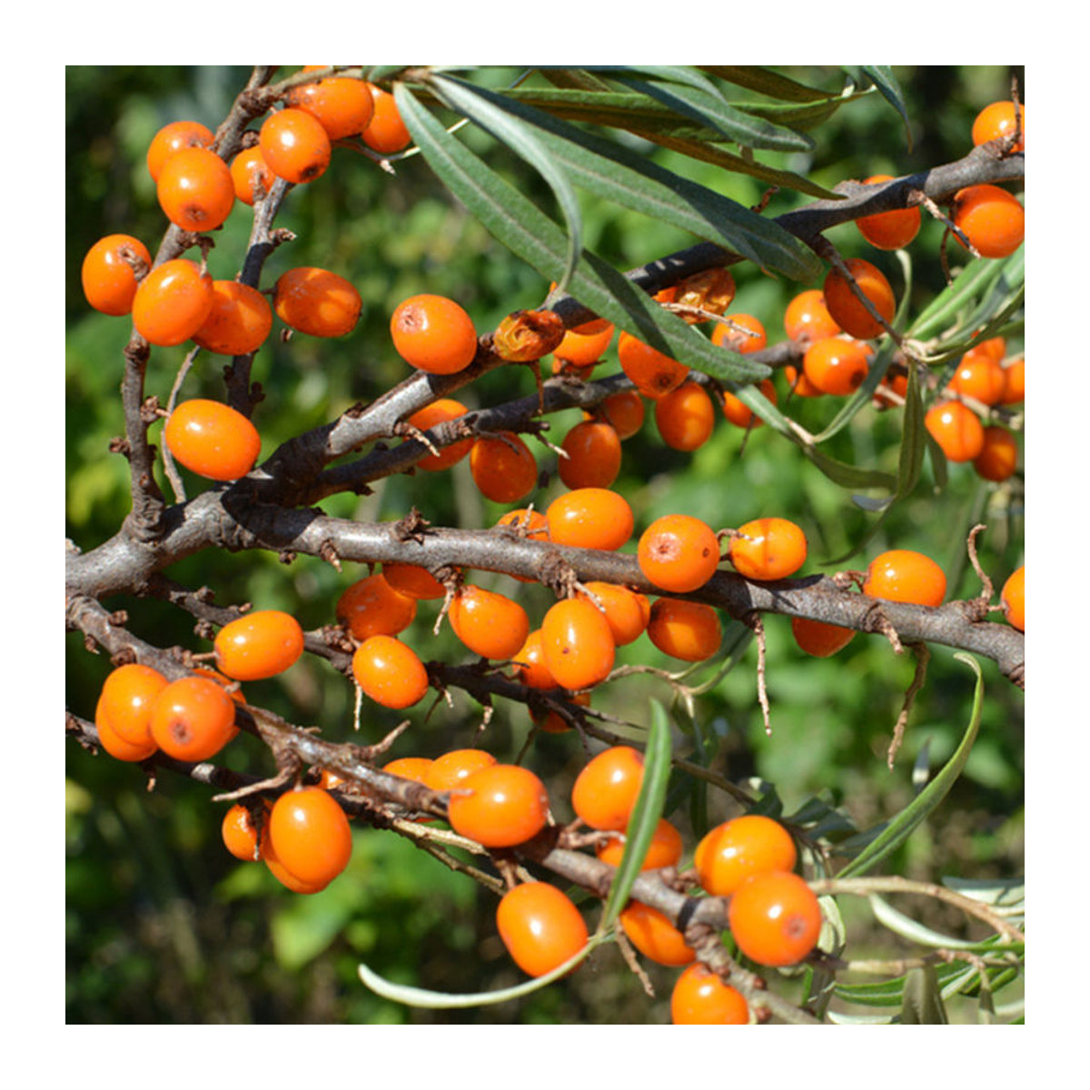 Bio Sanddorn Friesdorfer Orange - Bild 1