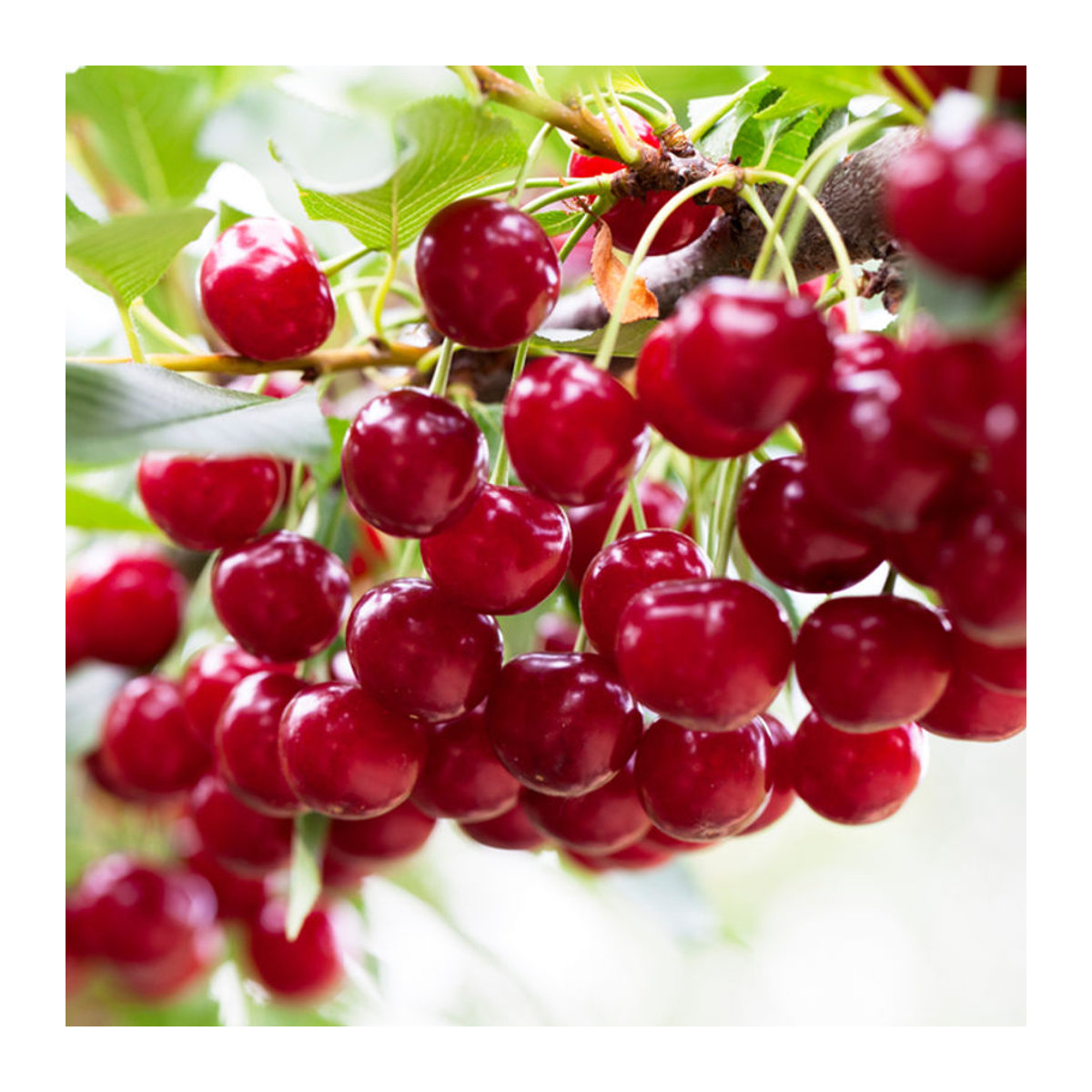 Bio Sauerkirsche Safir weiß von Mein schöner Garten Shop - Bild 1