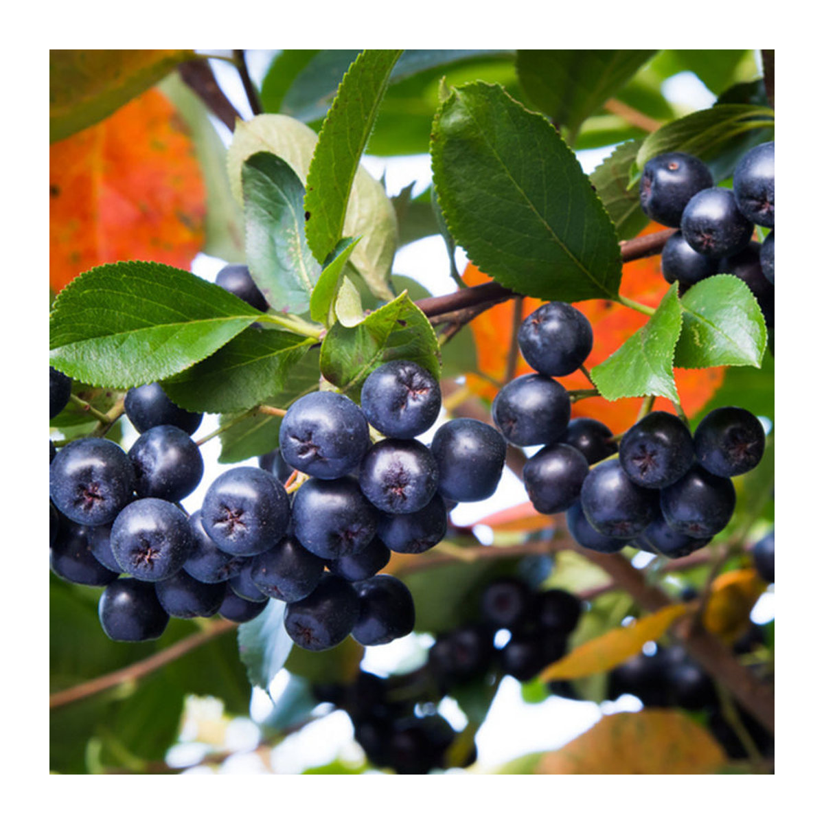 Bio Schwarze Apfelbeere in Weiß von Mein schöner Garten Shop - Bild 1