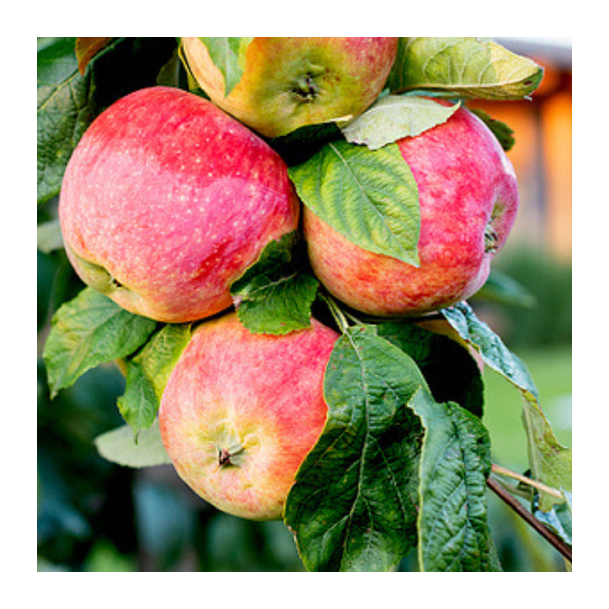 Bio Sommerapfel Retina rosa von Mein schöner Garten Shop - Bild 1