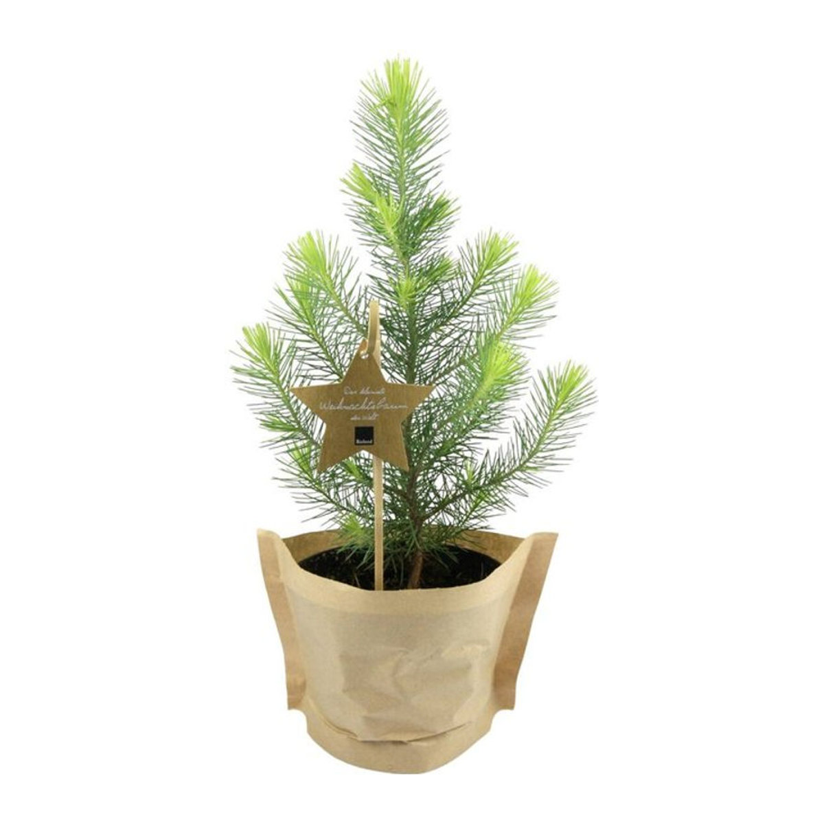 Bio Weihnachts-Pinie von Mein schöner Garten Shop - Bild 1