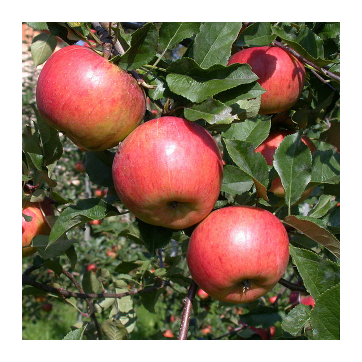 Bio Winterapfel Topaz Busch in Rosa von Mein schöner Garten Shop - Bild 1