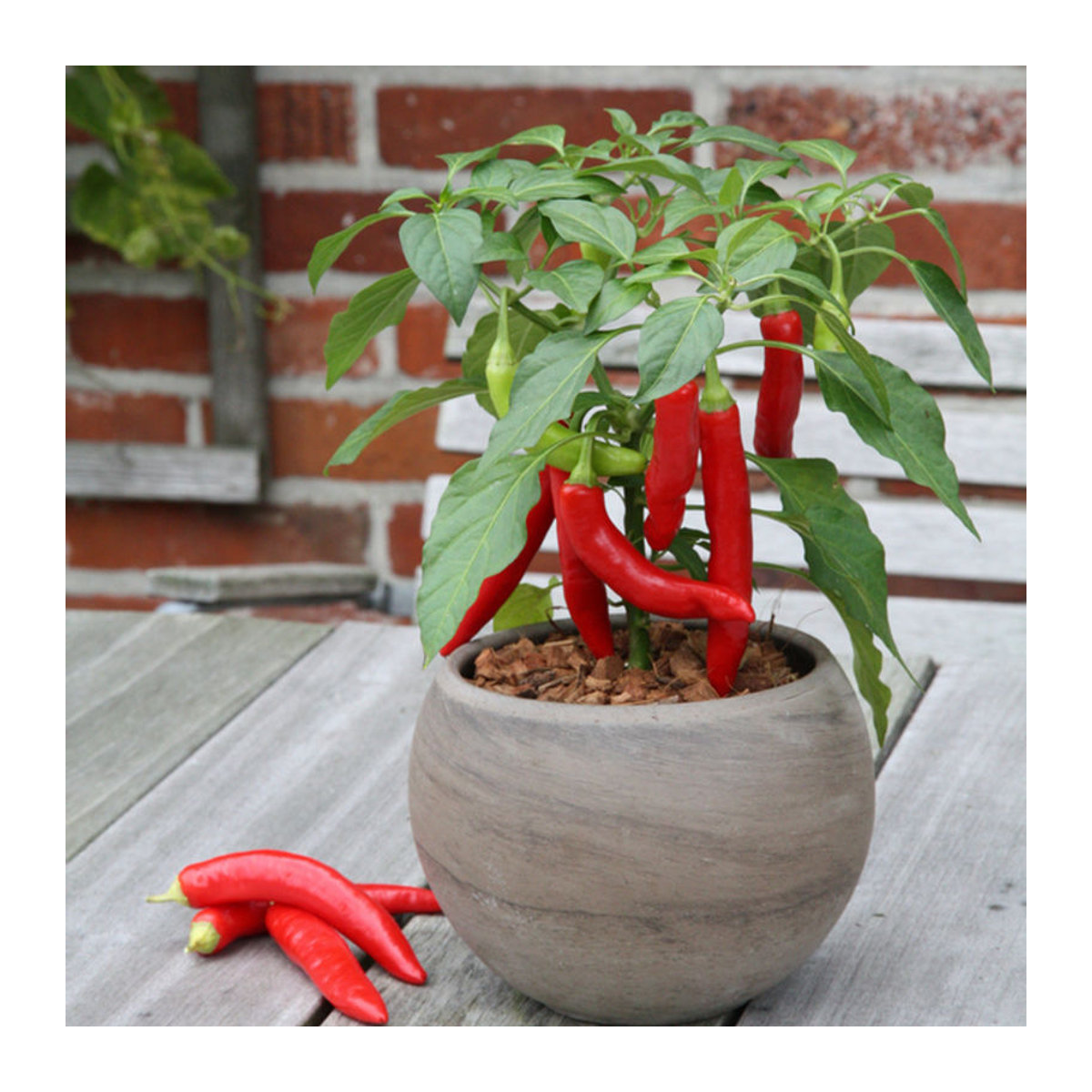 Bio Zwerg-Chili von Mein schöner Garten Shop - Bild 1