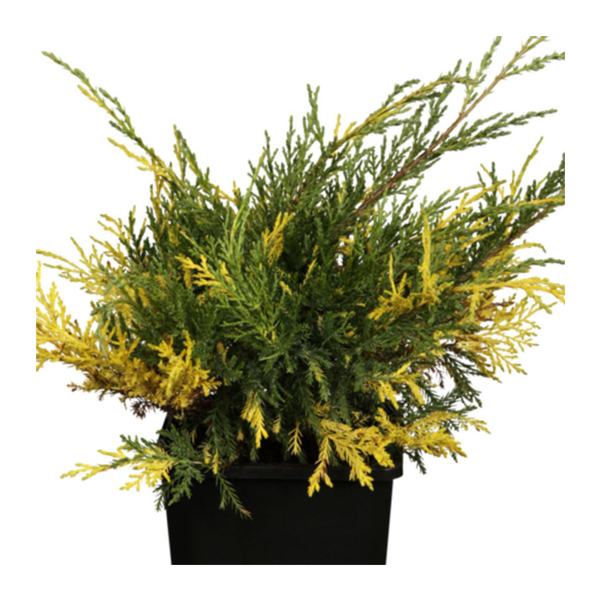Blauer Zwerg-Wacholder Golden Soucer von Mein schöner Garten Shop - Bild 1