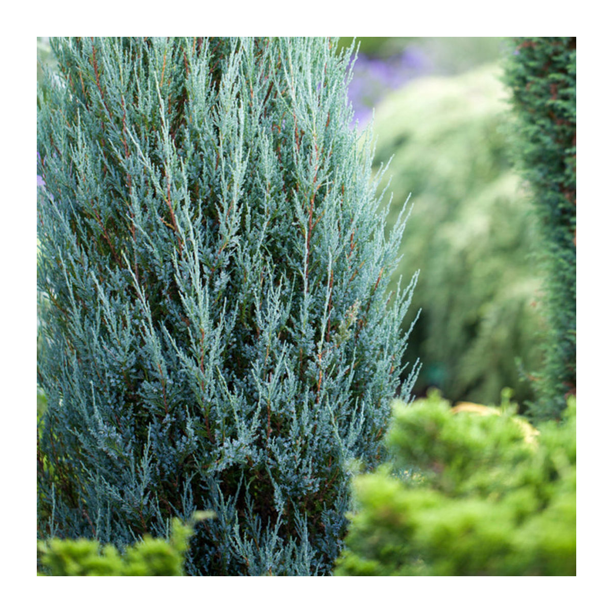 Blauer Zypressen-Wacholder Blue Arrow von Mein schöner Garten Shop - Bild 1