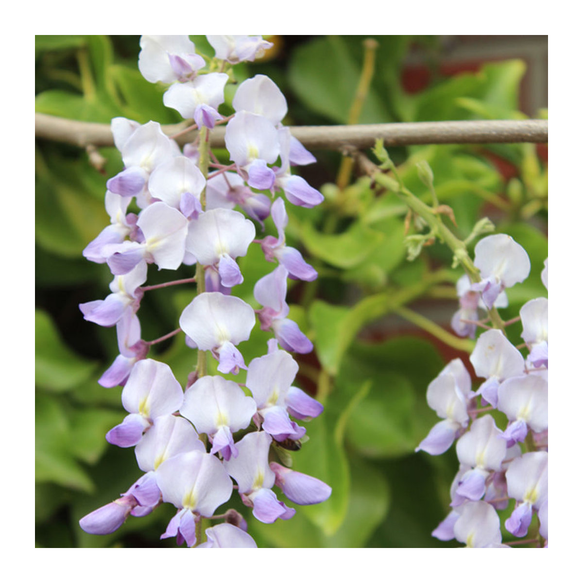 Blauregen Domino/Issai in Violett - Bild 1