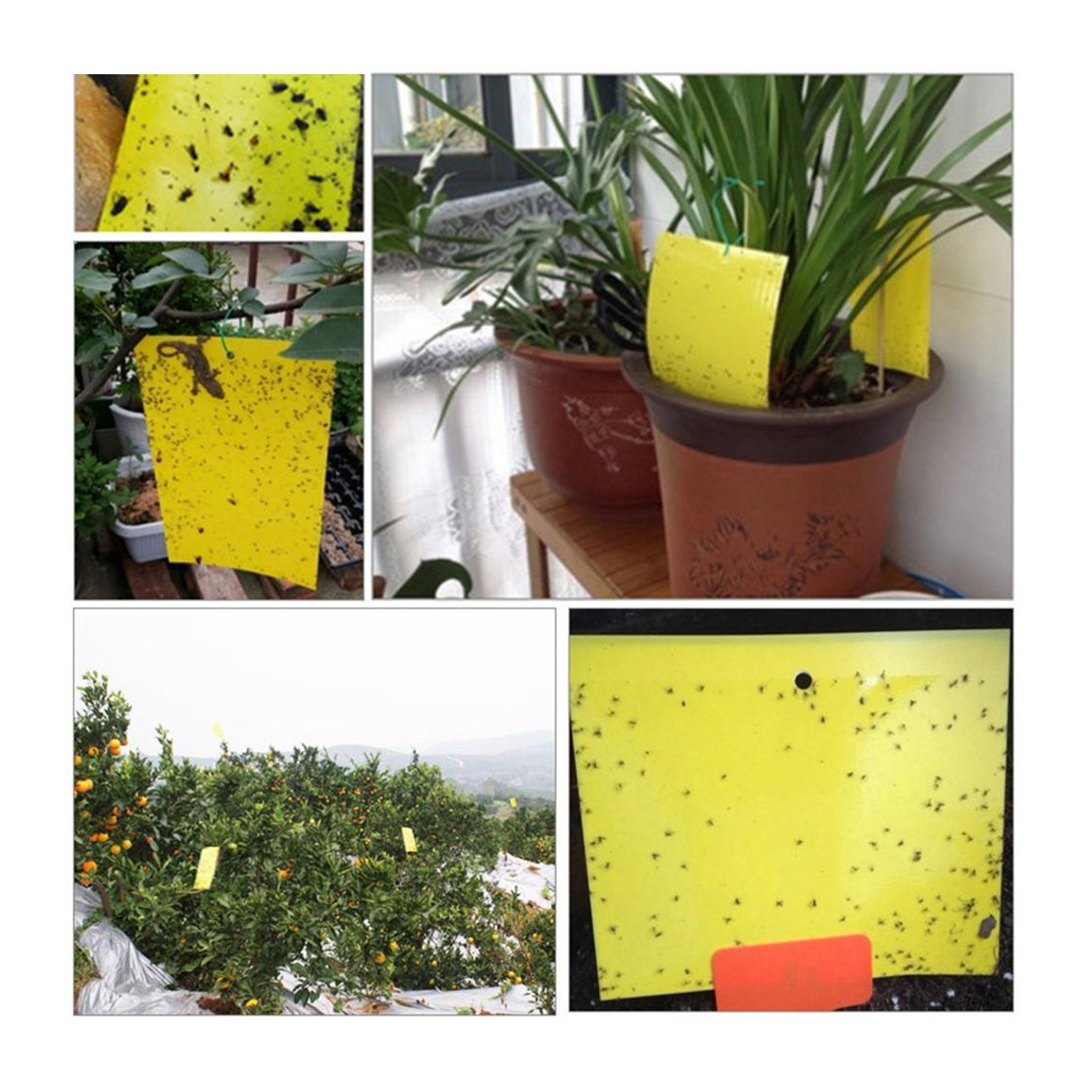 Bloom Habitat Klebrige Fallen Doppelseitig zur Bekämpfung von Fruchtfliegen, Mücken und Pflanzenschädlingen wie Weißen Fliegen und Blattläusen, 8 x 6 Zoll oder 8 x 4 Zoll - Bild 2