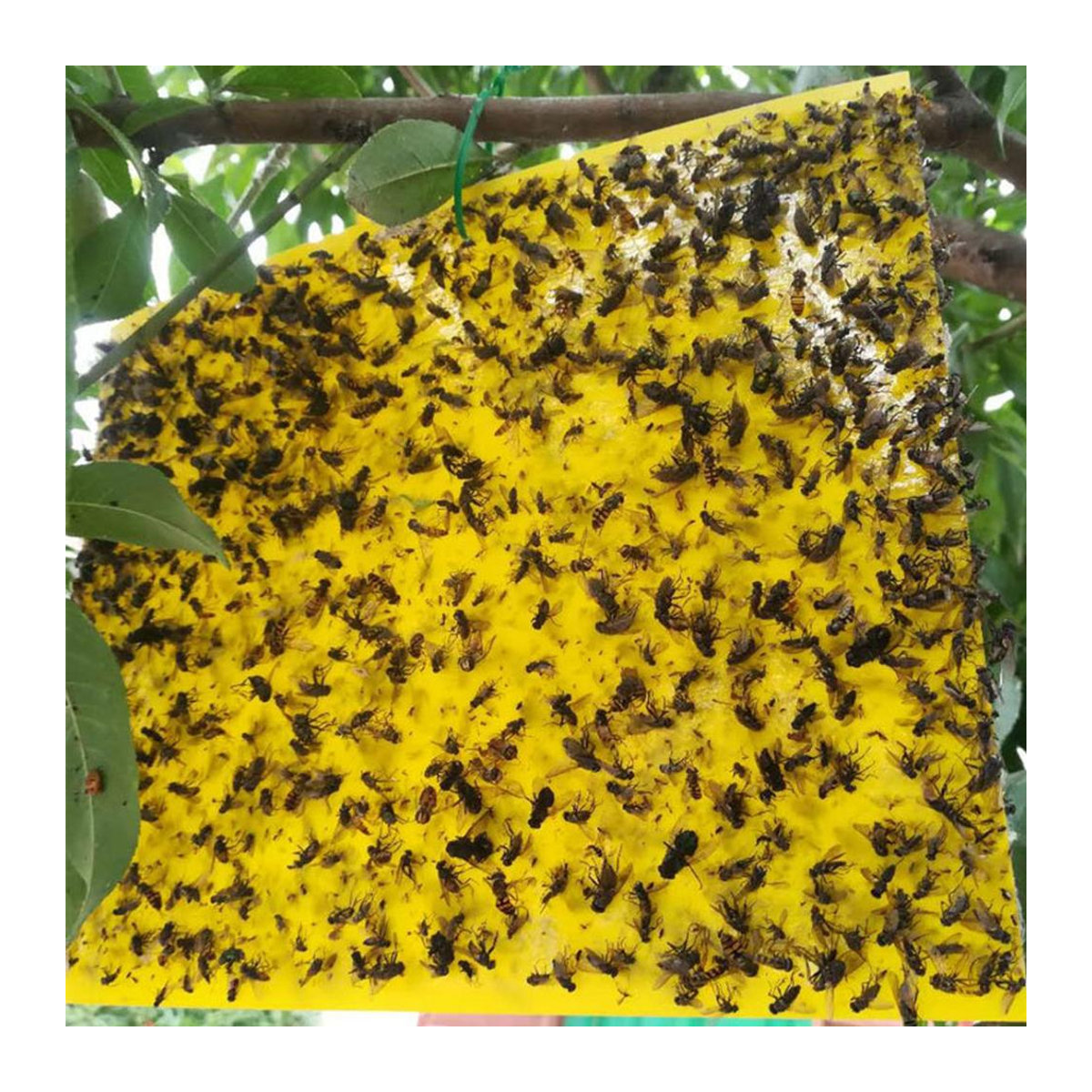 Bloom Habitat Klebrige Fallen Doppelseitig zur Bekämpfung von Fruchtfliegen, Mücken und Pflanzenschädlingen wie Weißen Fliegen und Blattläusen, 8 x 6 Zoll oder 8 x 4 Zoll - Bild 3