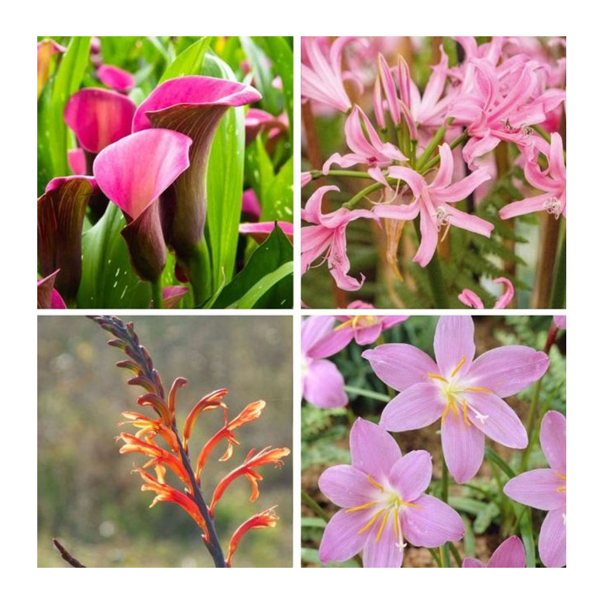 Blumenzwiebel-Mix Tropisches Gefühl von Mein schöner Garten Shop, 16 Stück, bunt - Bild 1