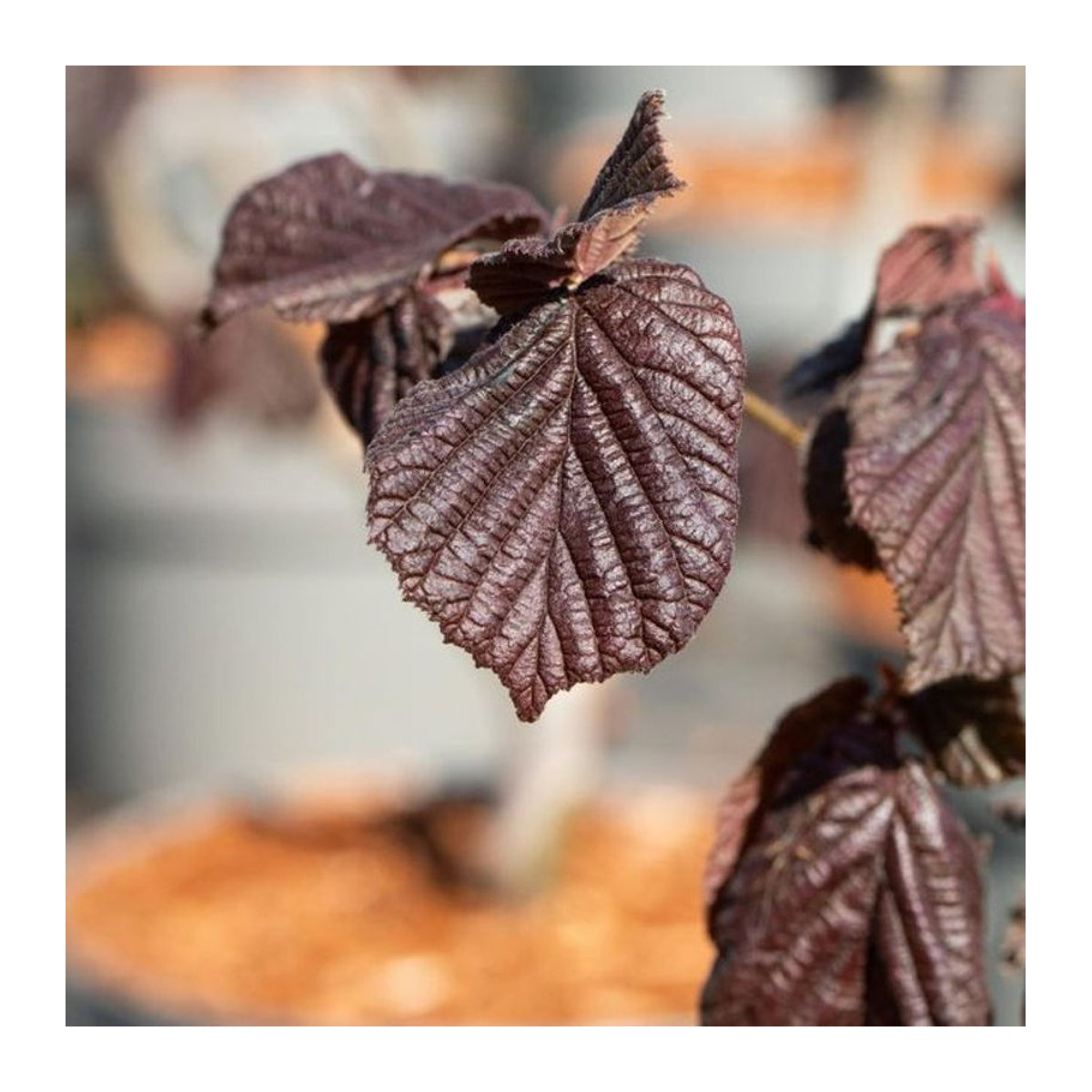 Blut-Hasel Purpurea in Rot - Bild 1