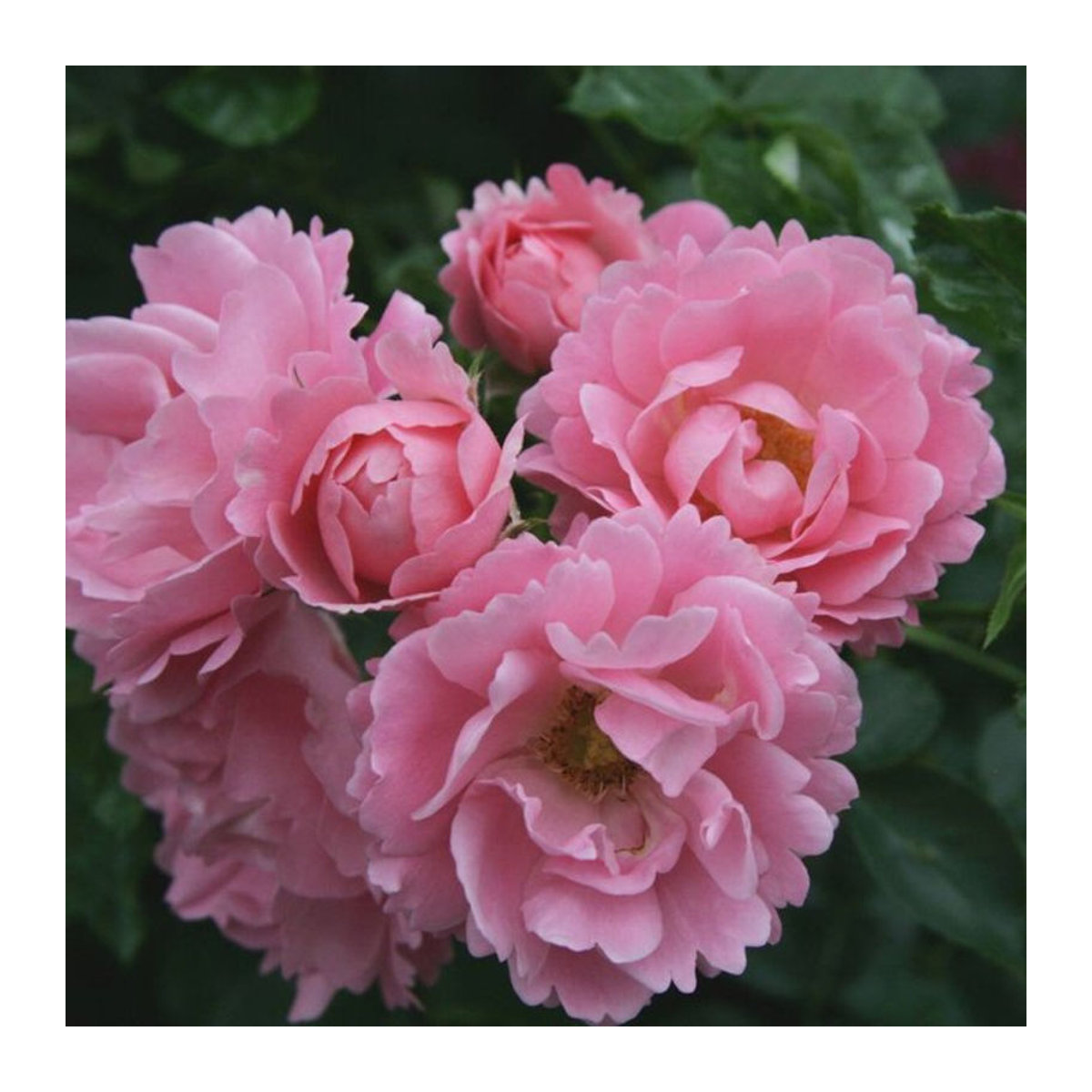Bodendeckerrose Sommerwind rosa - Bild 1