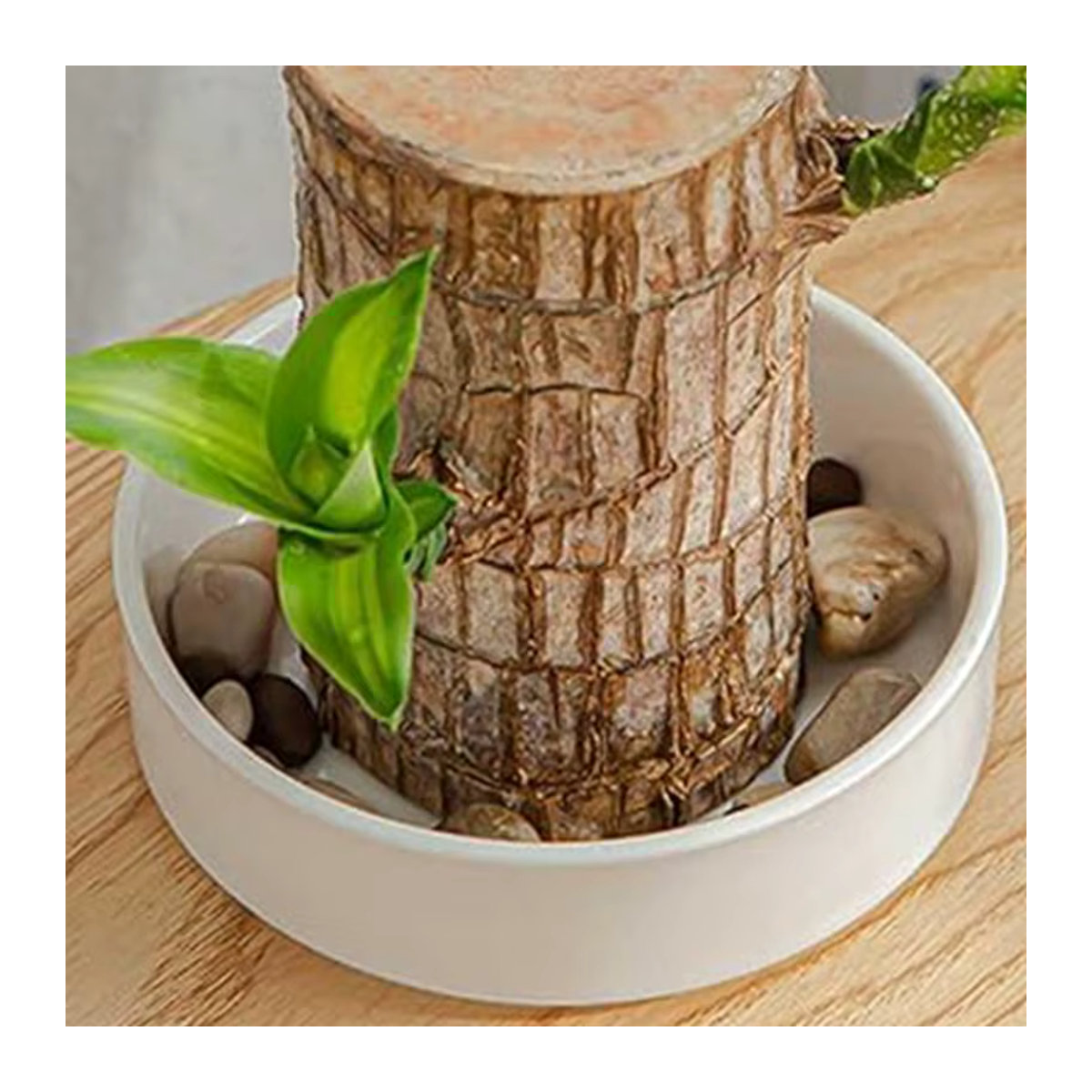 Brasilia Dekorative Pflanzenuntertasse aus Holz in Weiß für Zimmerpflanzen - Bild 2