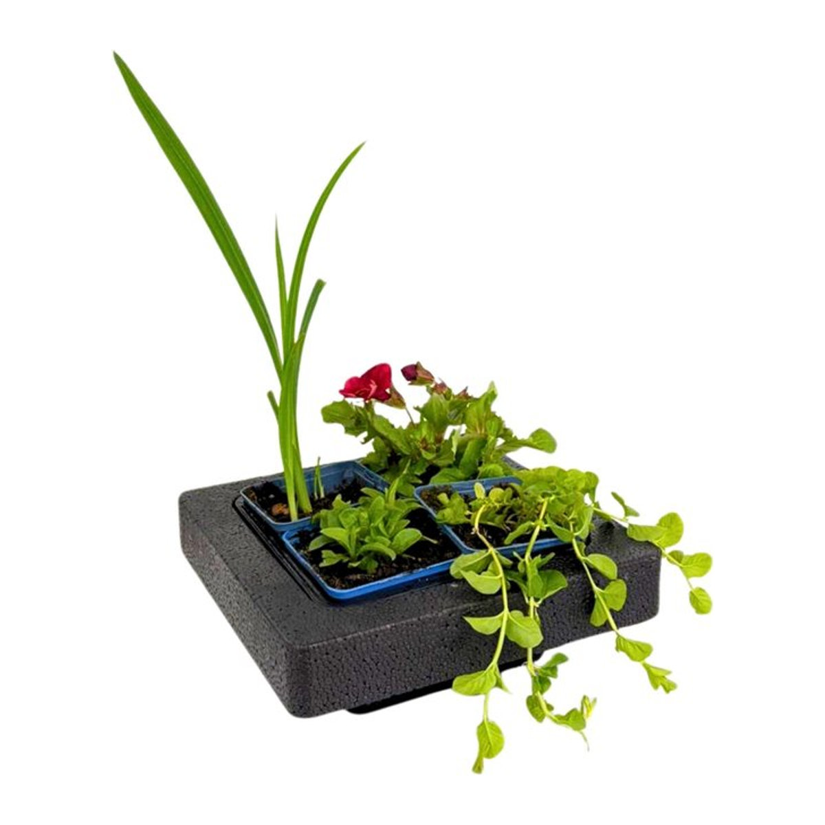 Buntes Set mit 4 Wasserpflanzen und Schwimminsel inklusive Pflanzkorb von Mein schöner Garten Shop - Bild 1