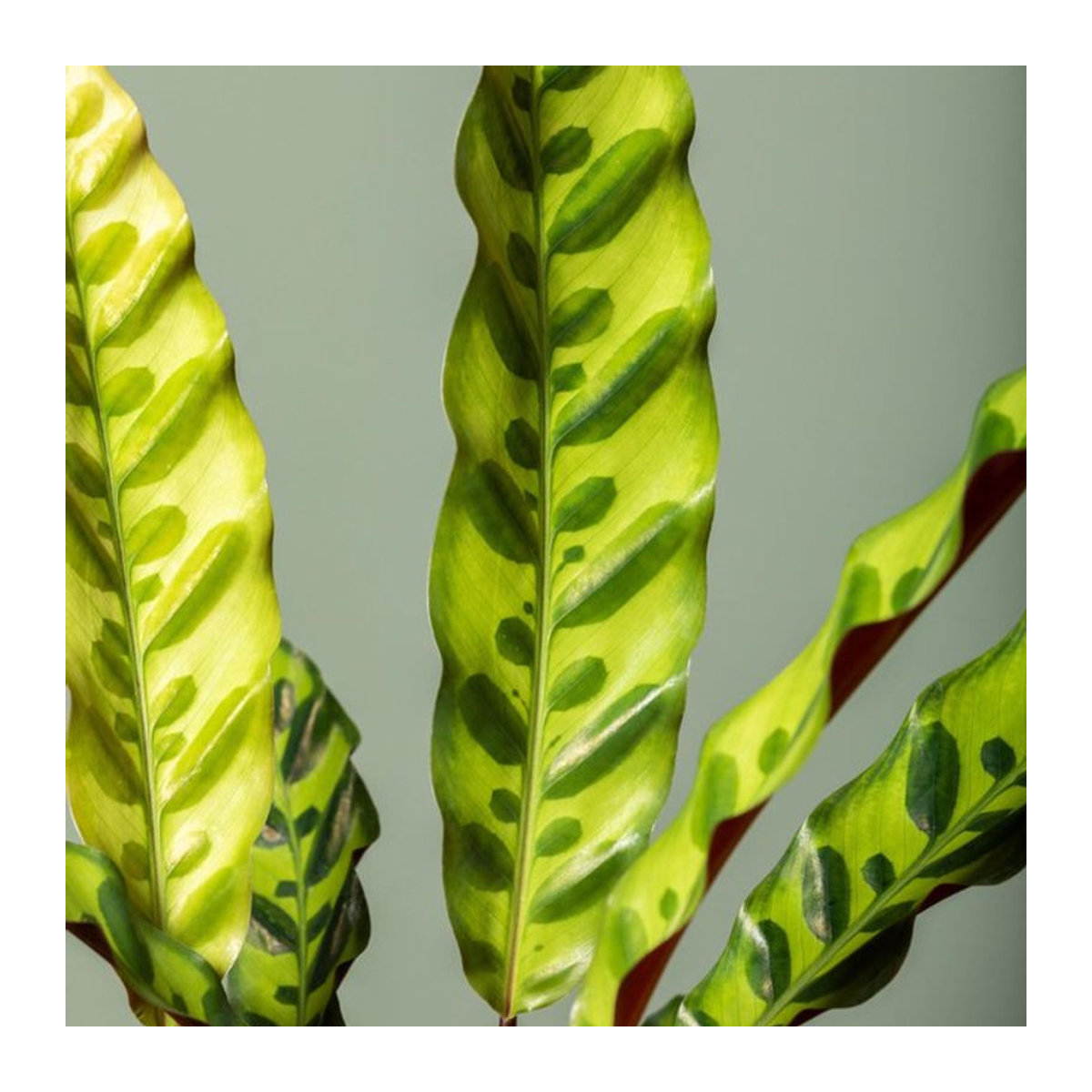 Calathea insignis Korbmarante in Grün und Rot - Bild 1