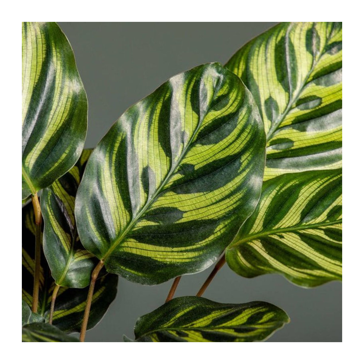 Calathea makoyana Korbmarante in Grün und Rot als geometrische ovale Dekoration für Weihnachten - Bild 1