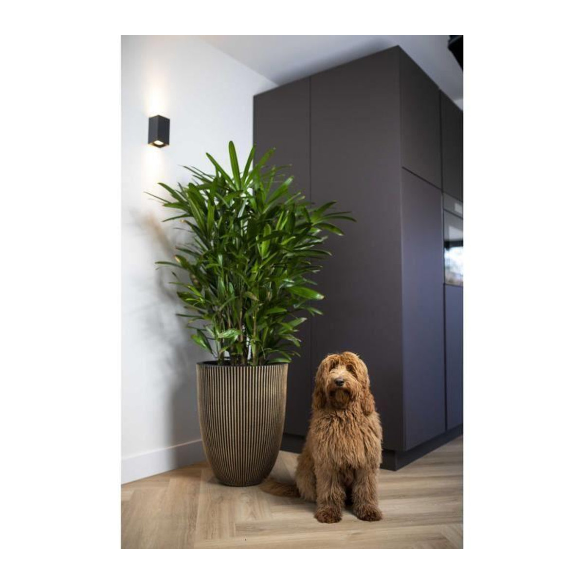 CAPI EUROPE Elegante Vase GROOVE in Schwarz und Gold, B/T/H: 34 x 34 x 46 cm - Bild 3