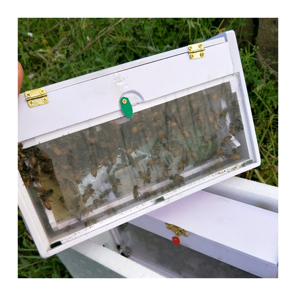 Charliebeekeeping Transparente Nuc Mini Paarungsbox zur Beobachtung von Bienenpaaren - Bild 1