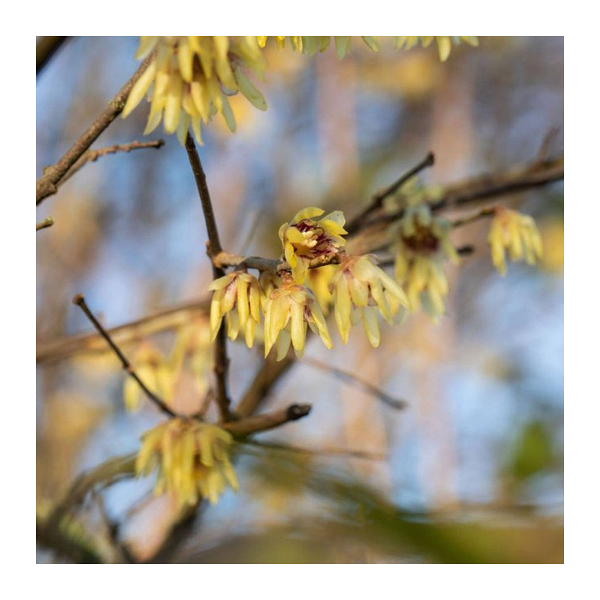 Chimonanthus praecox Winterblüte in Gelb für deine Dekoration - Bild 1