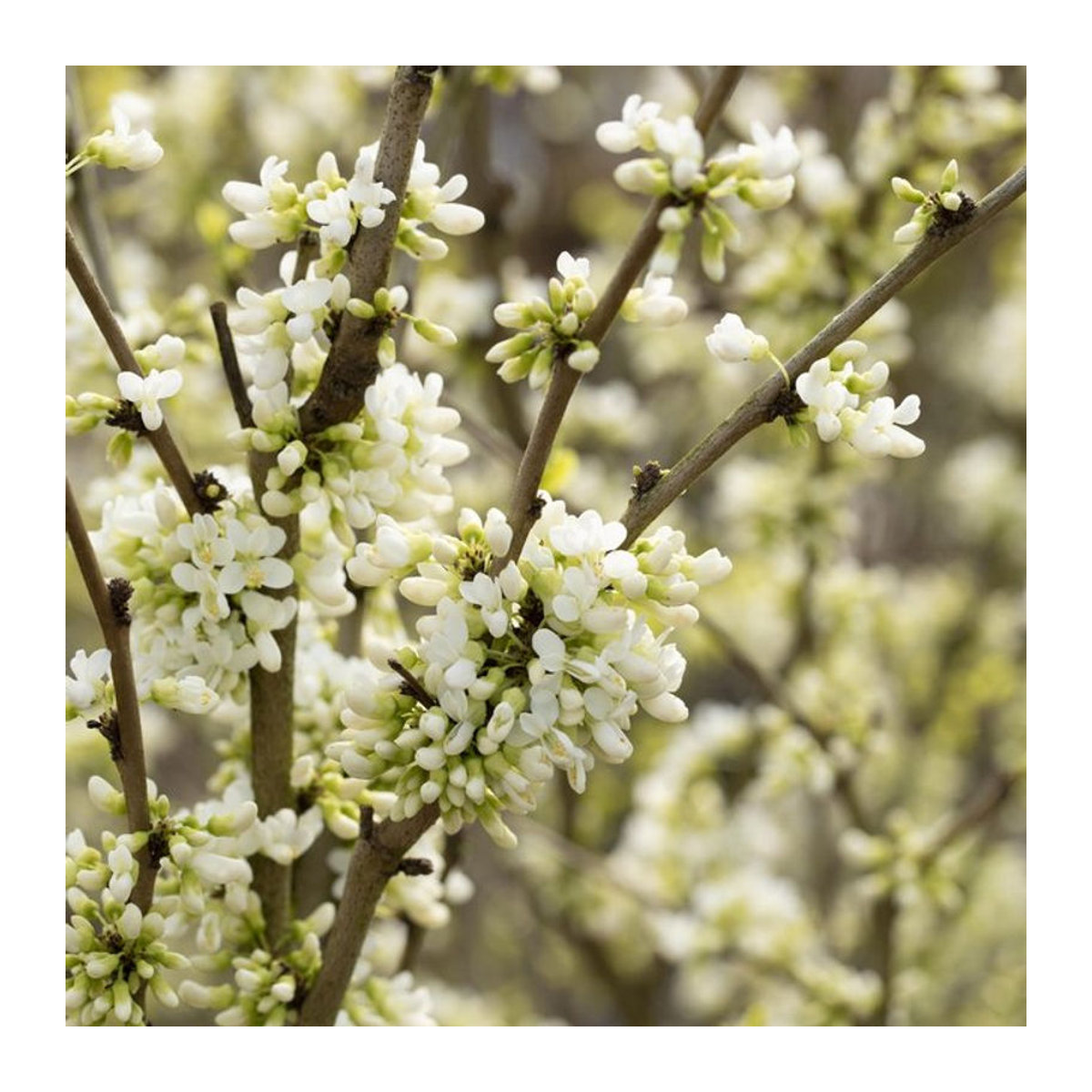 Chinesischer Herzblattbaum Shirobana in Weiß von Mein schöner Garten Shop - Bild 1