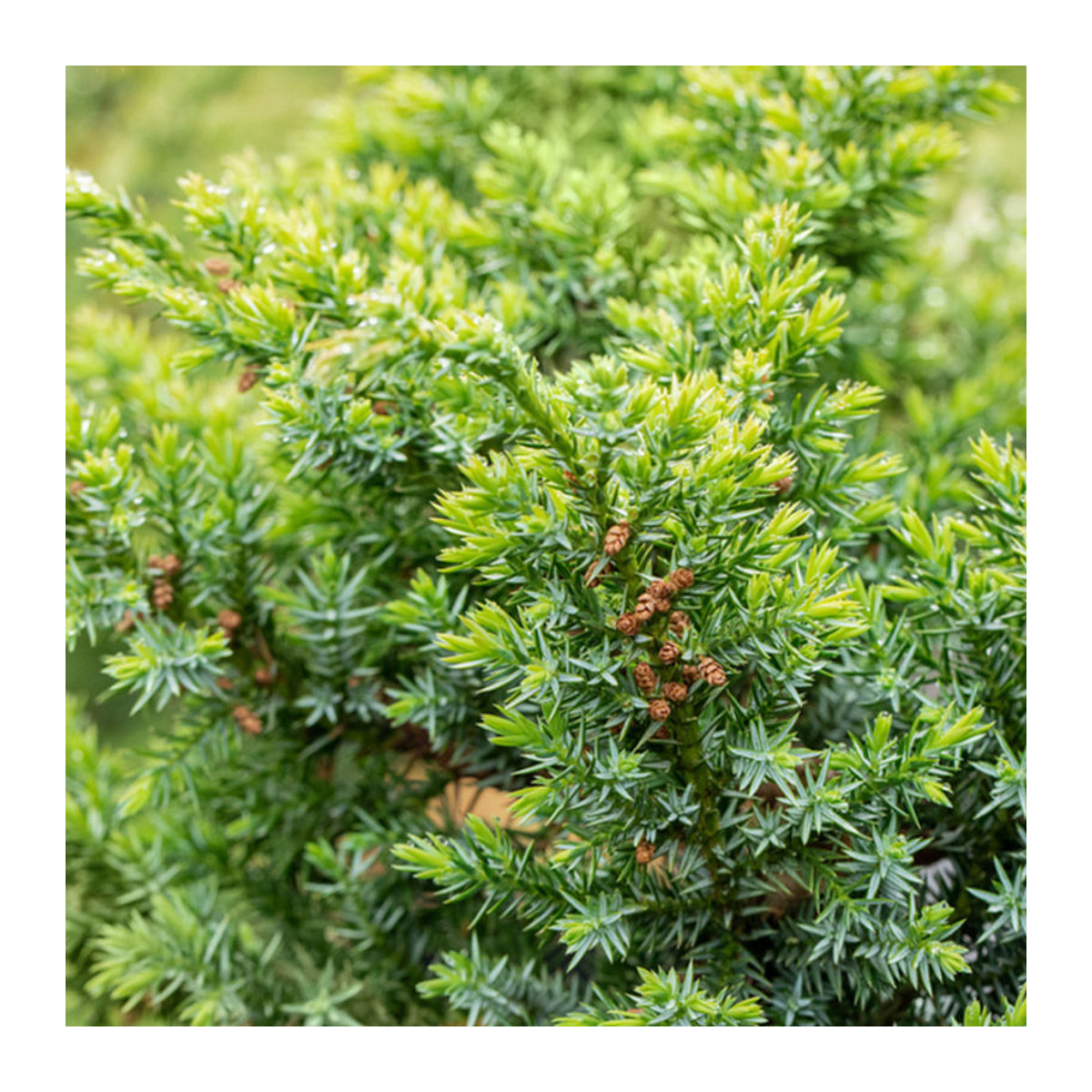 Chinesischer Wacholder Blue Alps von Mein schöner Garten Shop - Bild 1