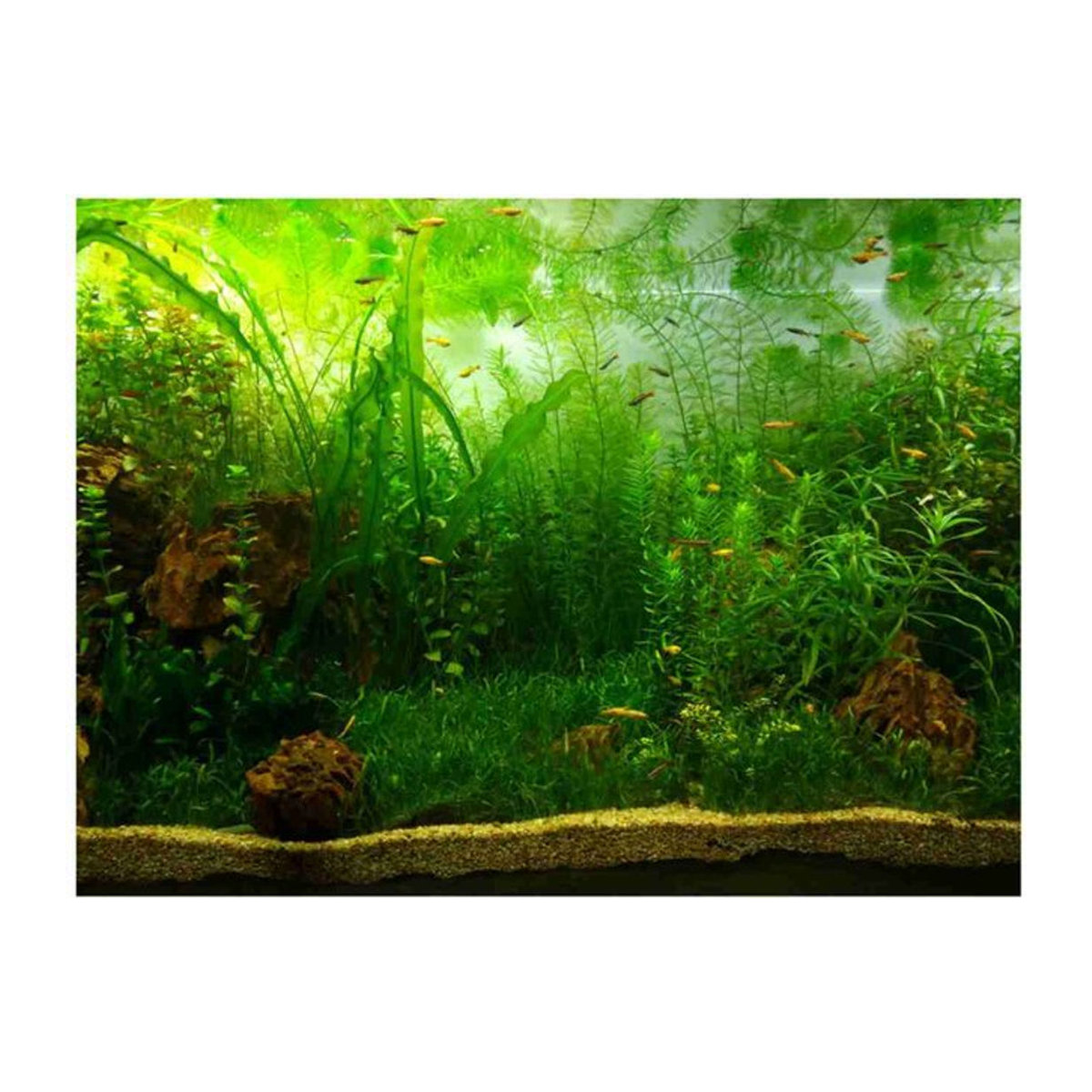 CosyHome Aquarium Hintergrund Poster mit Wasser- und Gras-Motiv, selbstklebend, grün/gelb, B: 76 cm, H: 46 cm - Bild 1