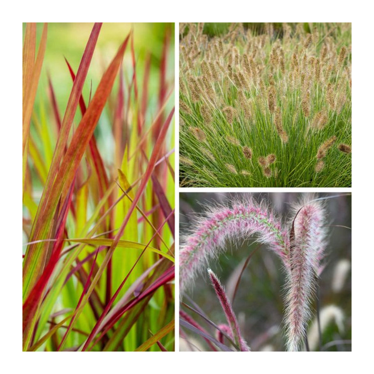 Deko-Gräser Arrangement Federleichte Schönheit von Mein schöner Garten Shop, 3 Pflanzen, mehrfarbig und grün - Bild 1