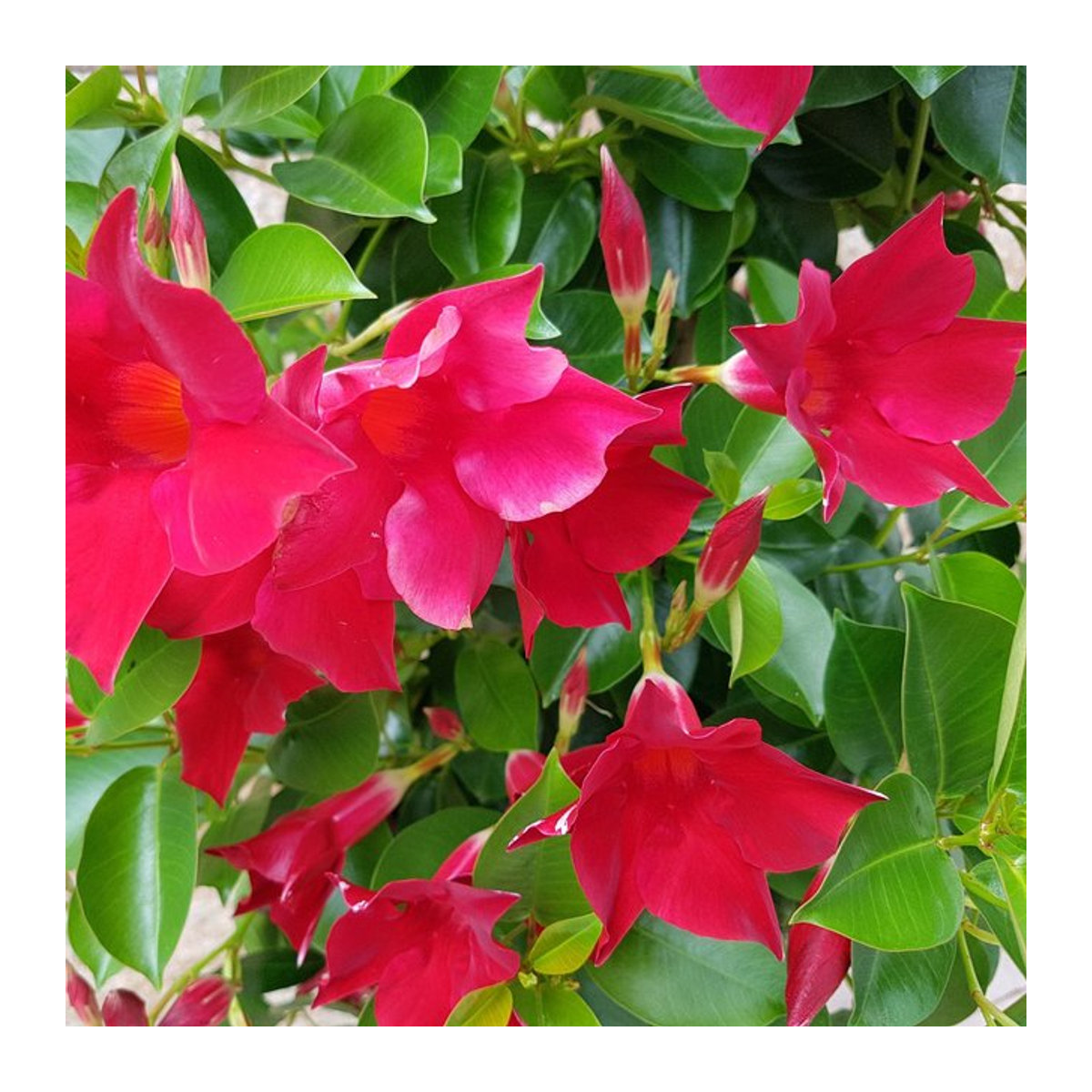 Dipladenia Sundaville Busch in Rot von Mein schöner Garten Shop - Bild 1