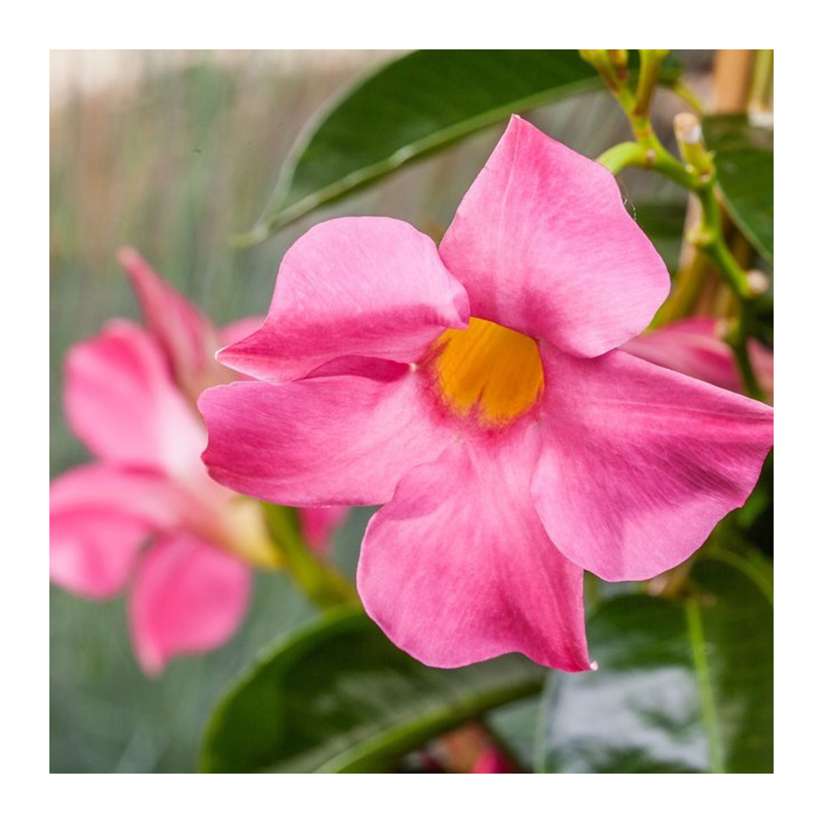 Dipladenia Sundaville Pyramide in Rosa - Bild 1