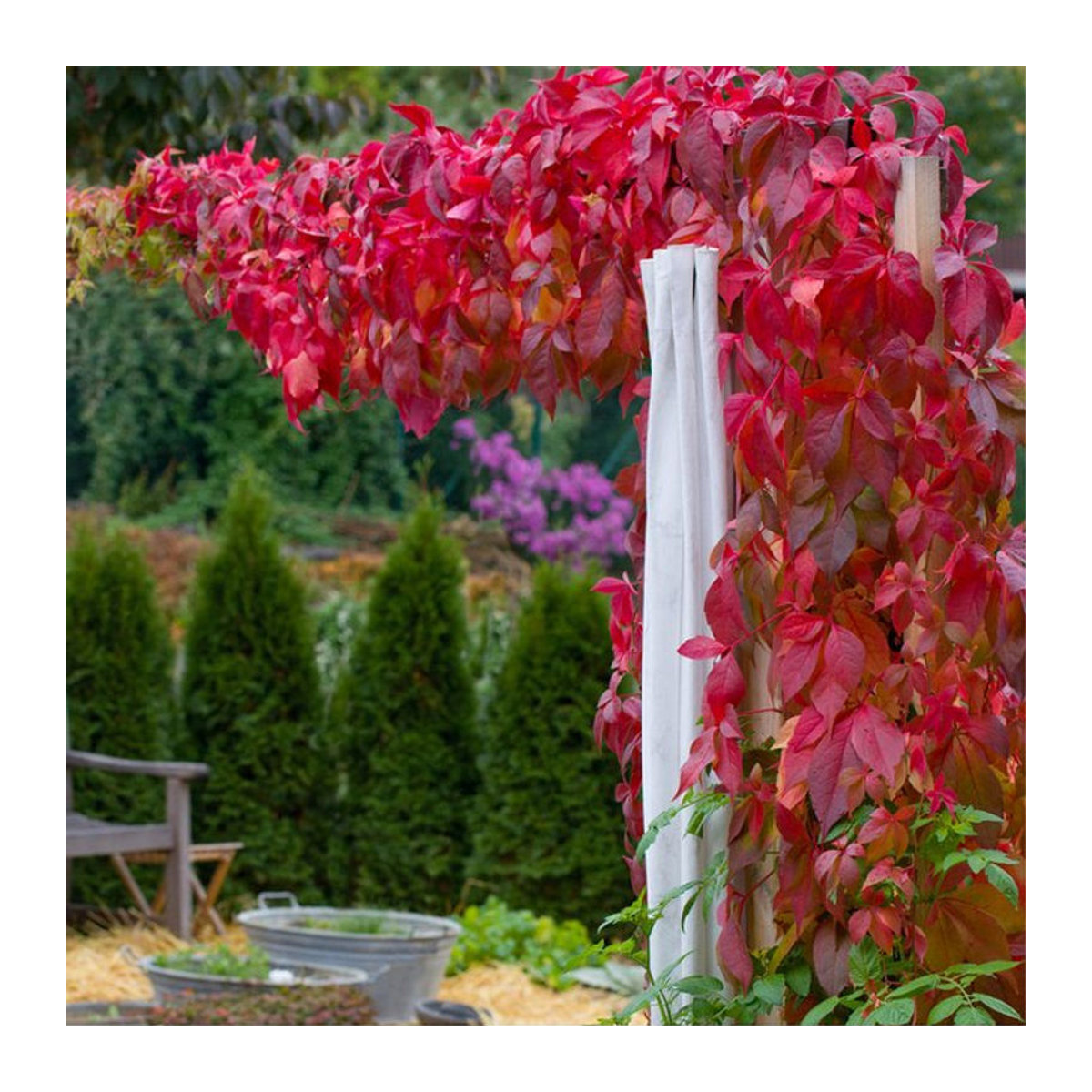 Dreilappige Jungfernrebe Engelmannii von Mein schöner Garten Shop - Bild 1