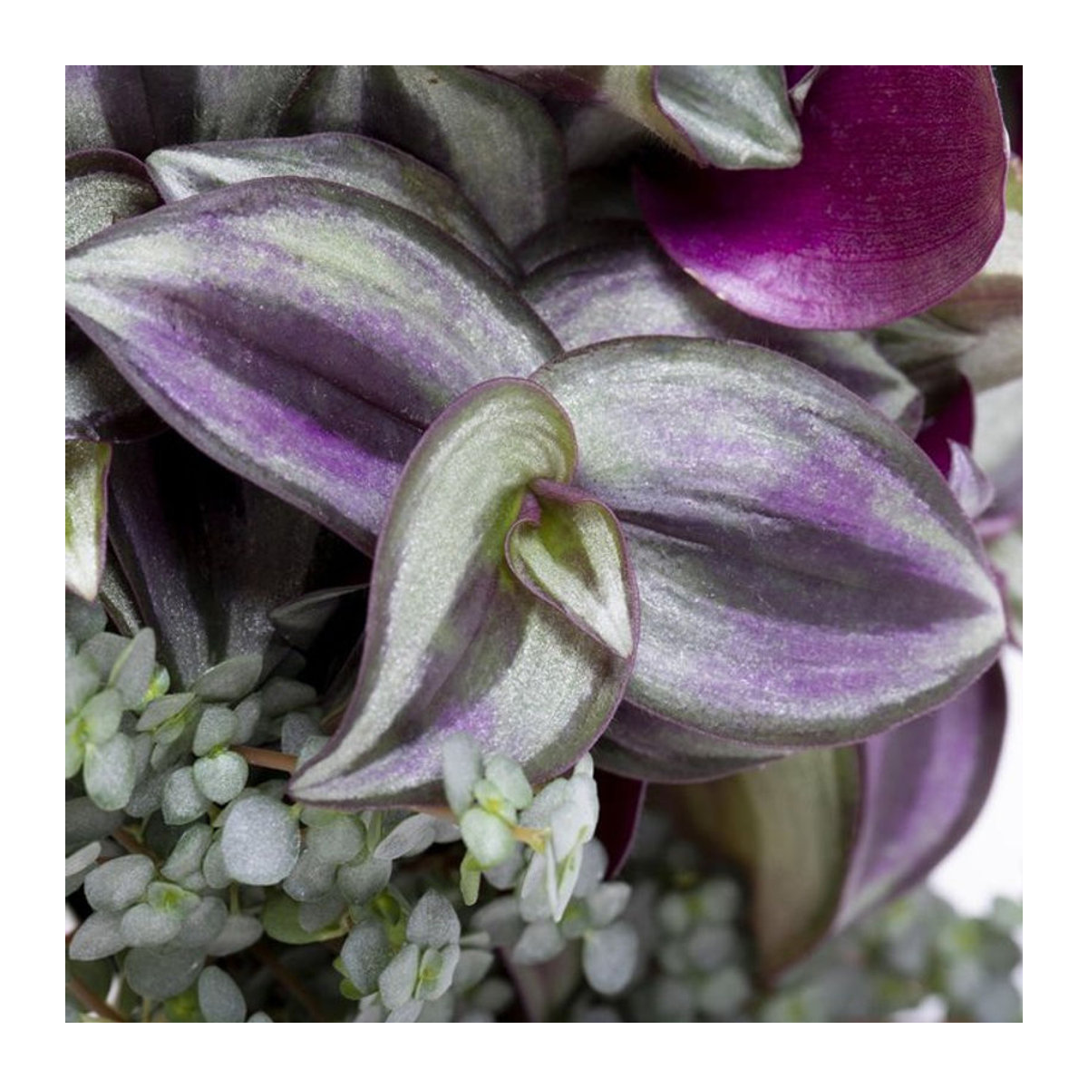 Dreimasterblume von Mein schöner Garten Shop - Bild 1