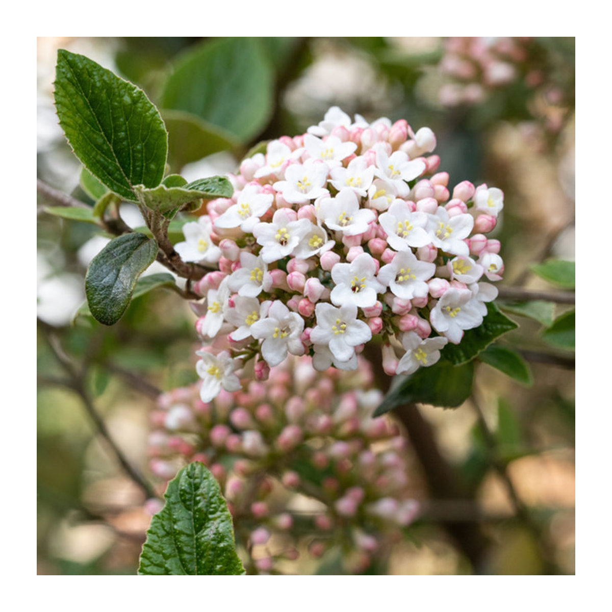 Duftschneeball Viburnum burkwoodii in Weiß - Bild 1