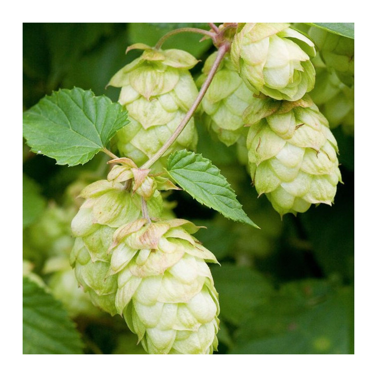 Echter Hopfen Royal Burgundii in Gelb von Mein schöner Garten Shop - Bild 1