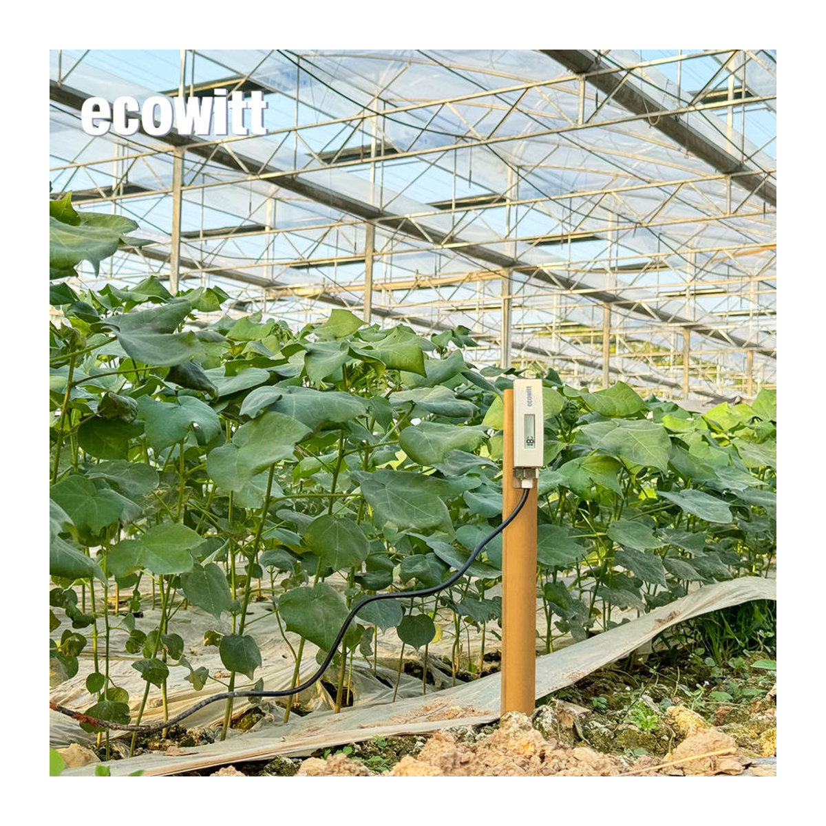 Ecowitt WH51L Bodenfeuchtemessgerät mit langer Sonde für Garten und Landwirtschaft - Bild 3