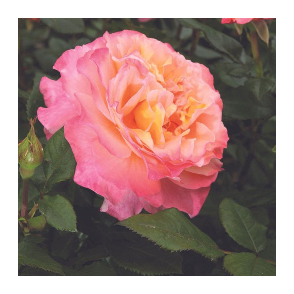 Edelrose Augusta Luise in Orange von Mein schöner Garten Shop - Bild 1