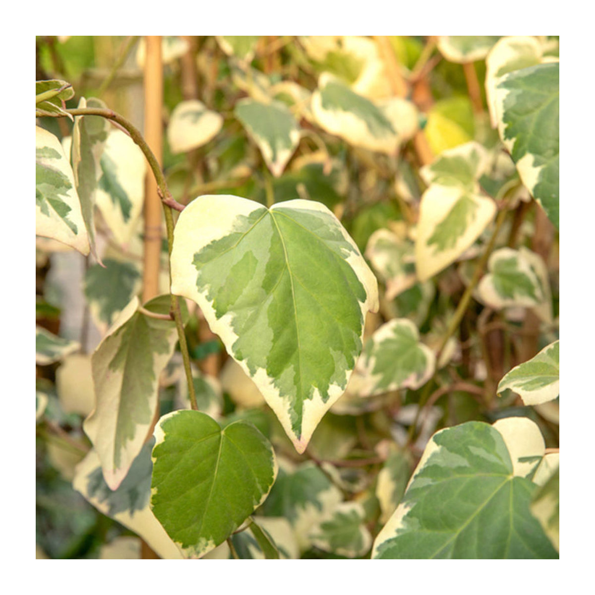 Efeu Dentata Variegata in Gelb von Mein schöner Garten Shop - Bild 1