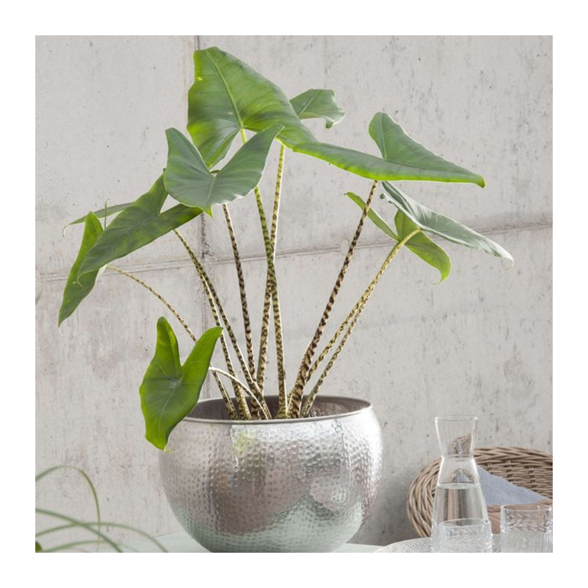 Elefantenohr Zebrina Pflanze von Mein schöner Garten Shop - Bild 1